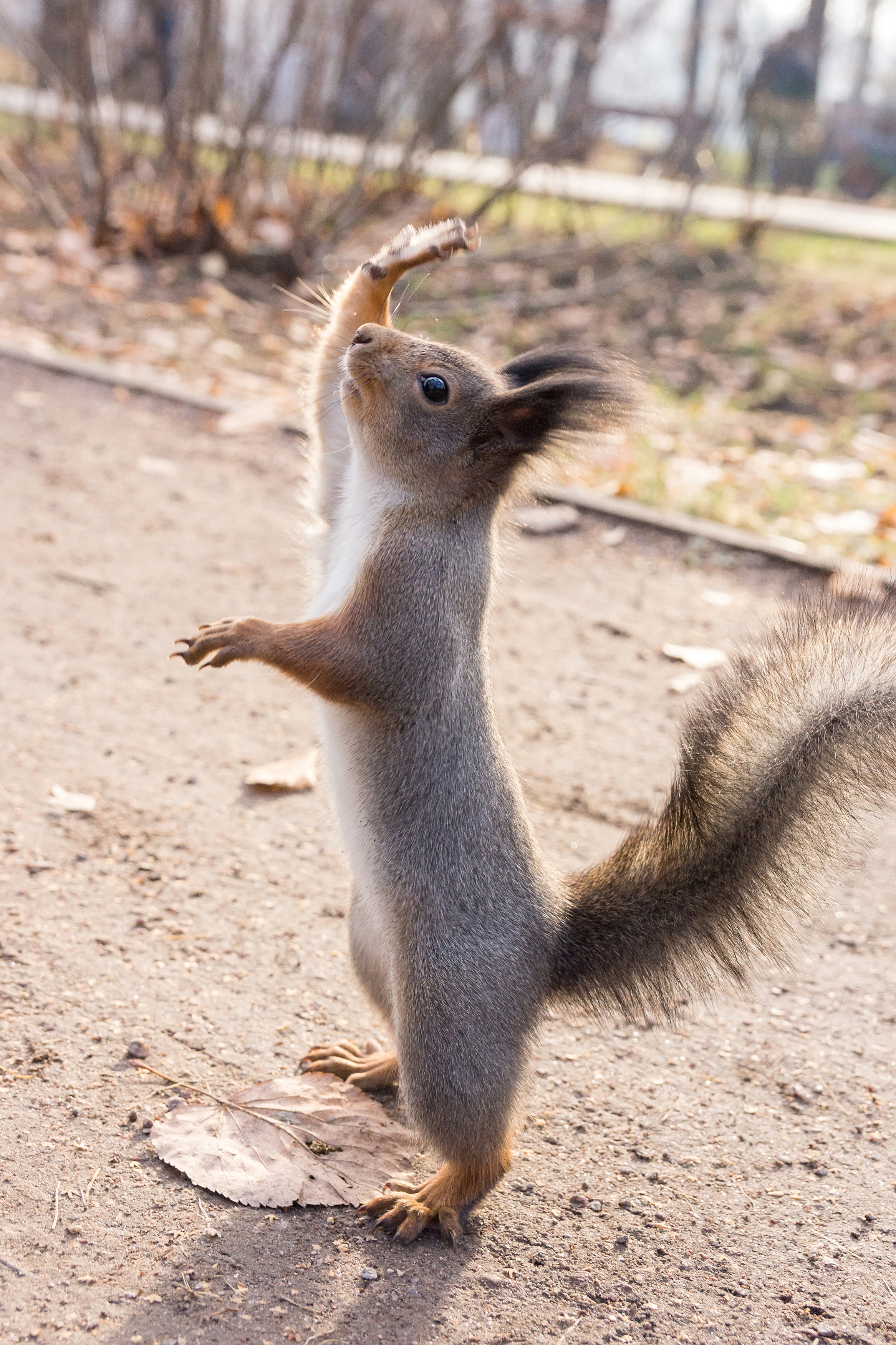 wild, animal, squirrel, tree, wildlife, forest, brown, tail, nature, green, Корнеев Алексей