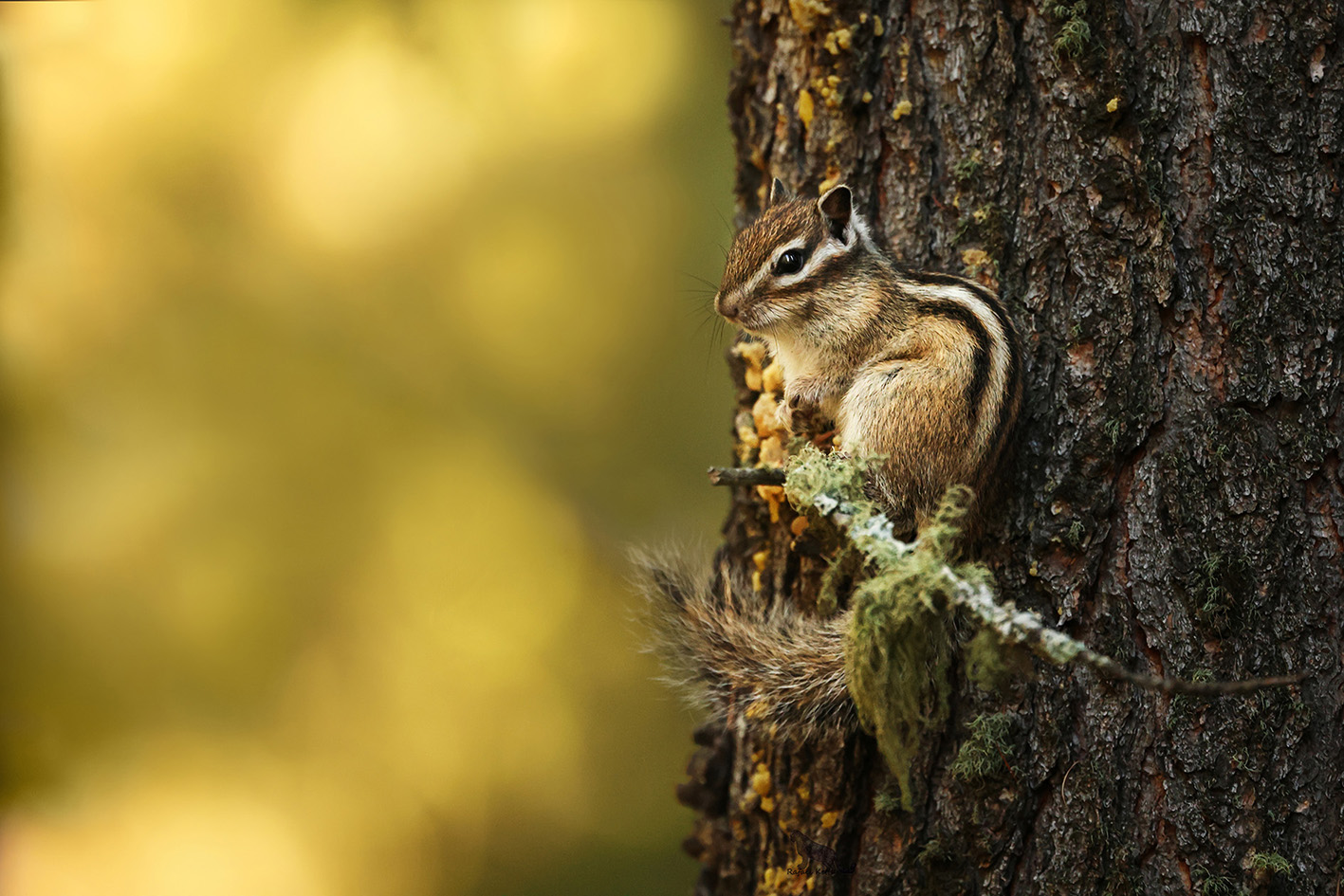 #animal #wildlife, Кетцян Рафаэль