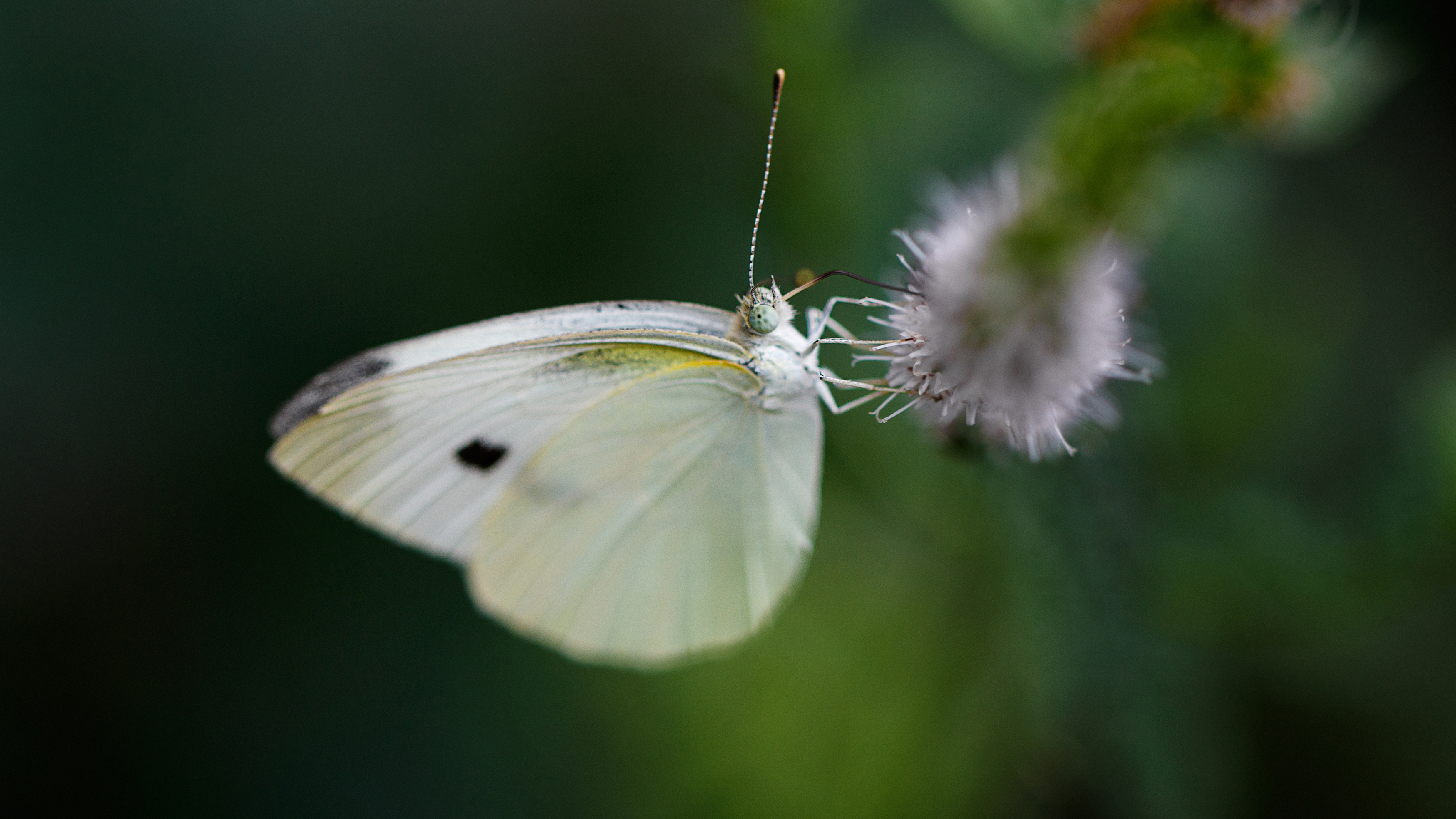 макро, macro, butterfly, бабочка, Шпирко Михаил