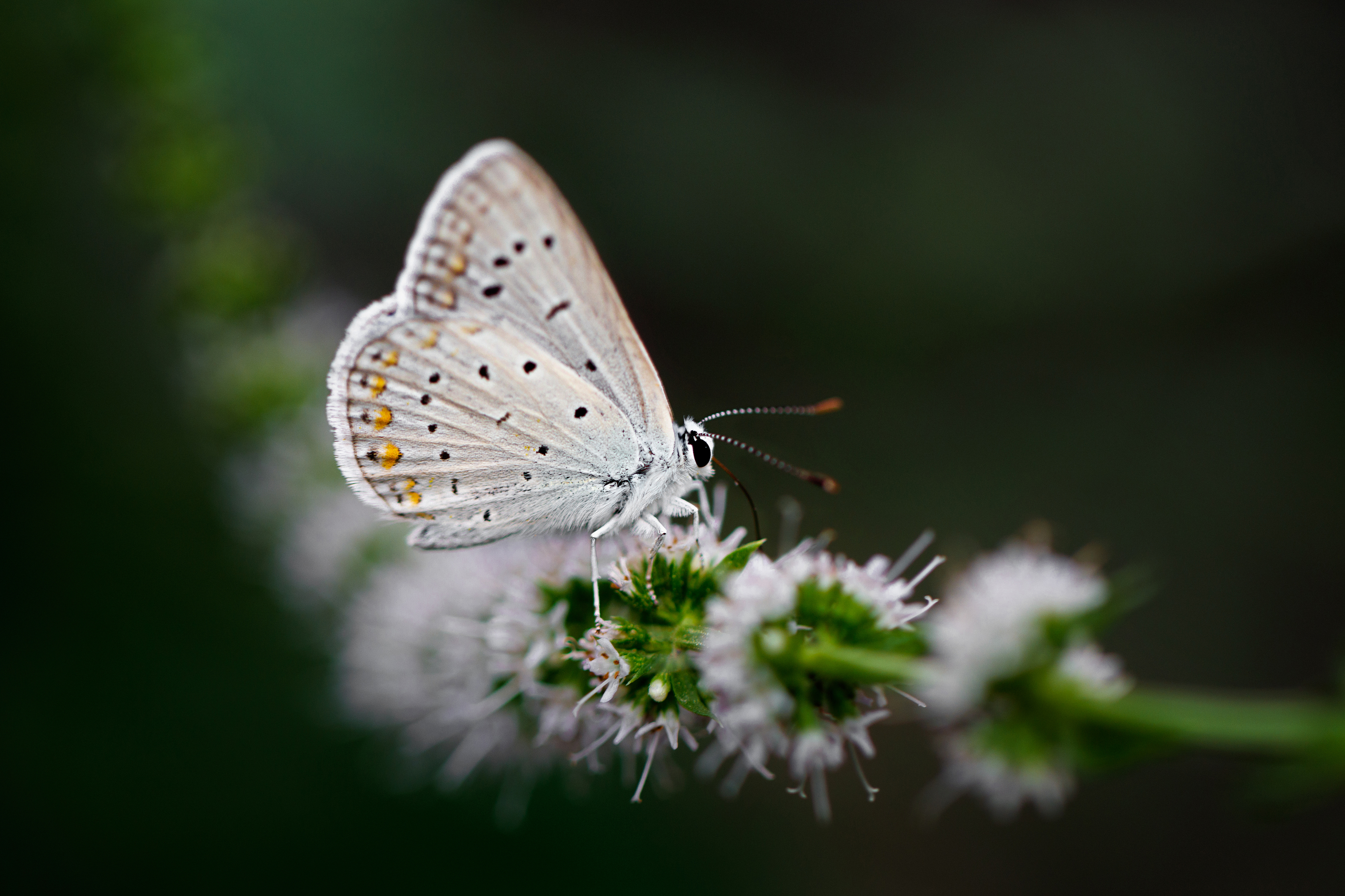 макро, macro, butterfly, бабочка, Шпирко Михаил