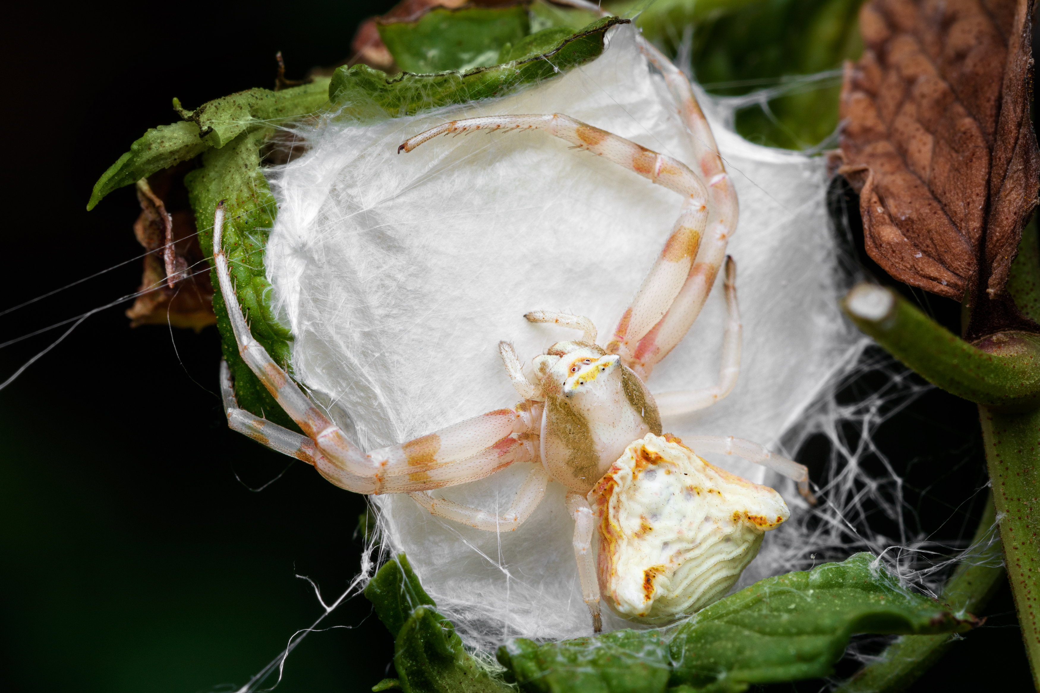 макро, macro, spider, паук, Шпирко Михаил