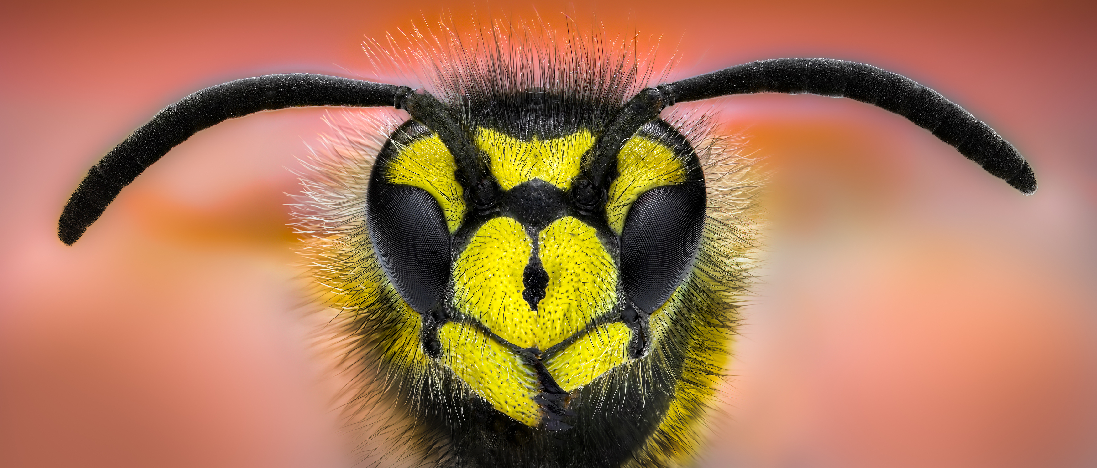 yellow jacket, bee, sting, wasp, insect, macro, nature, wild, insects, bee,, Atul Saluja