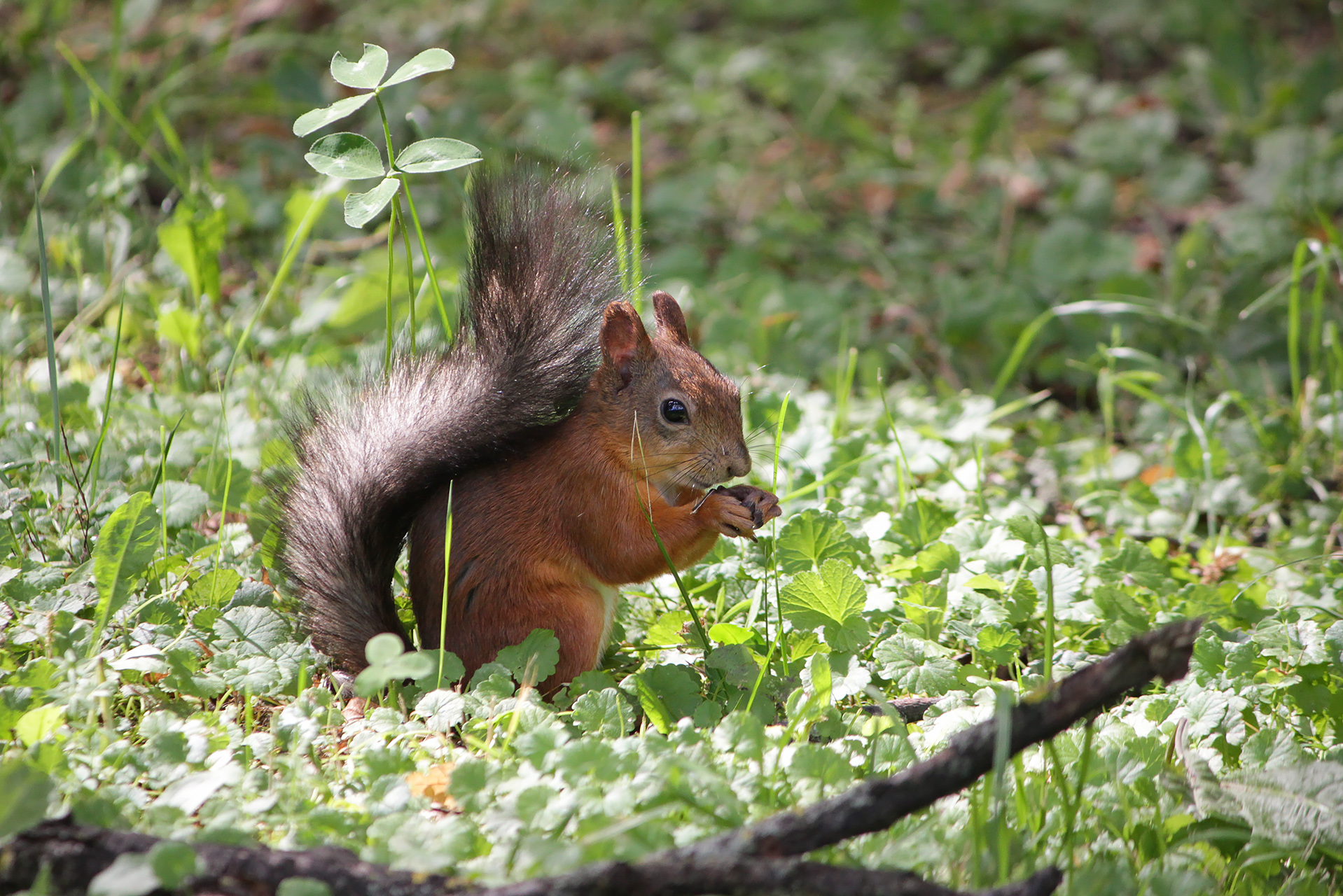 белка обыкновенная, векша, sciurus vulgaris, КарОл