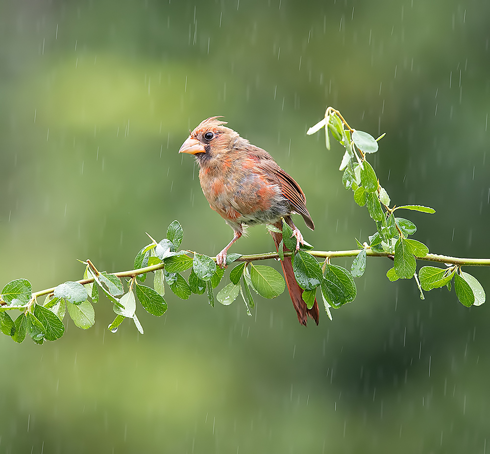 красный кардинал, northern cardinal, cardinal,кардинал, Etkind Elizabeth