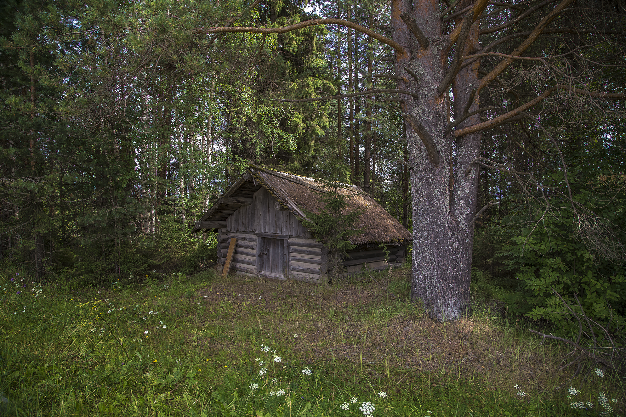 сосна, домик, дом, лес, маленький., Анкудинов Леонид