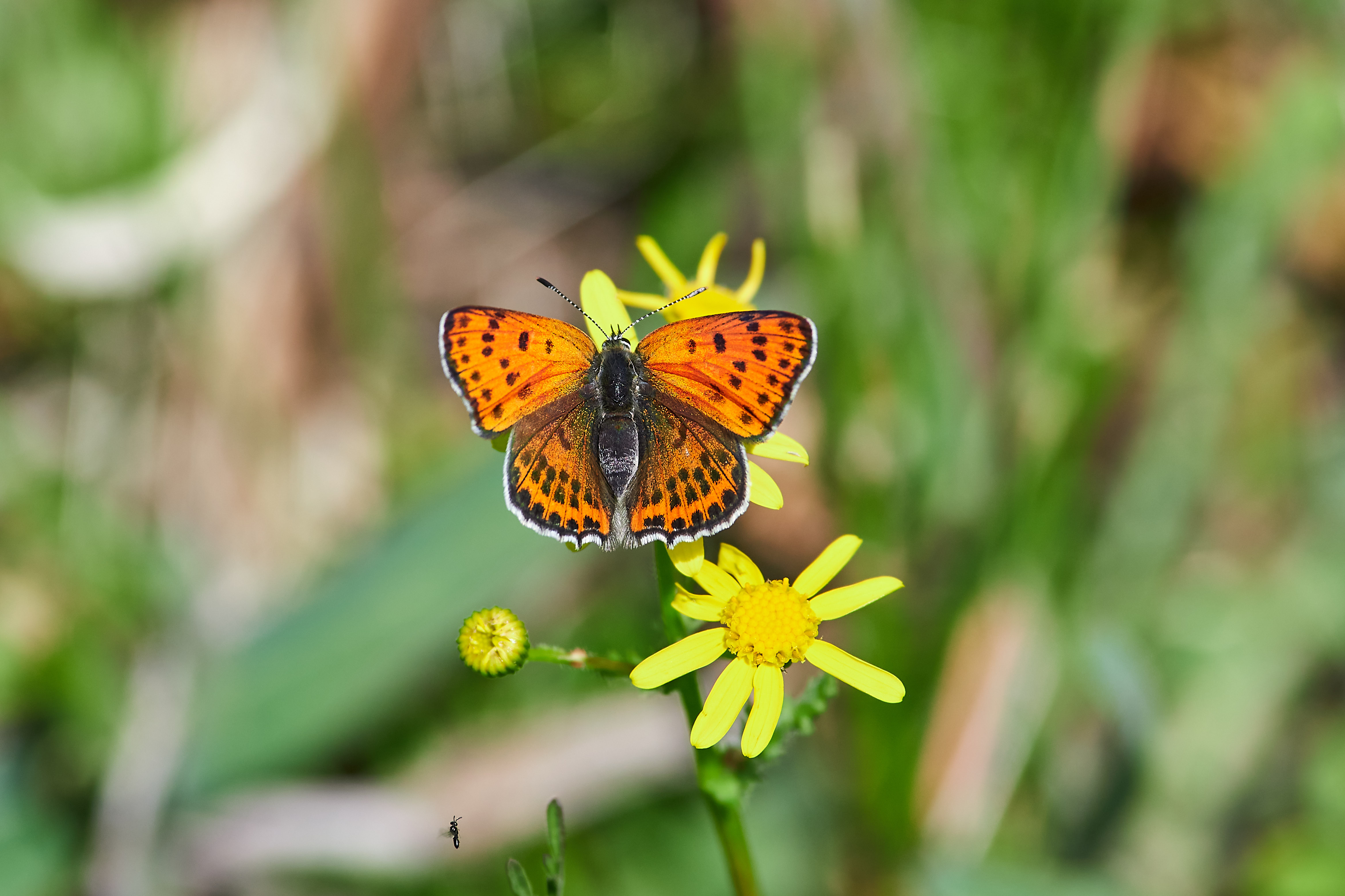 buttefly, volgograd, russia, wildlife, , Павел Сторчилов