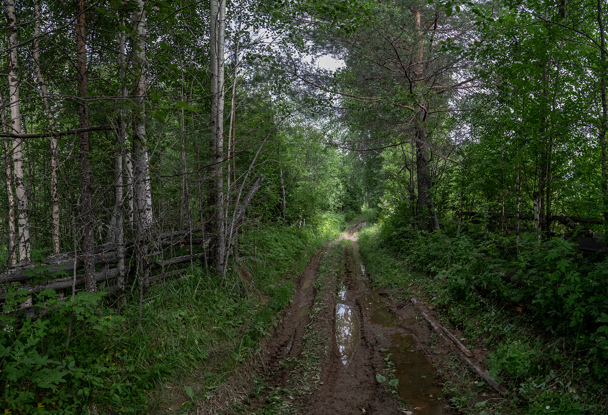 дорога, лес, трава, забор, колея, лужи, глина, Анкудинов Леонид