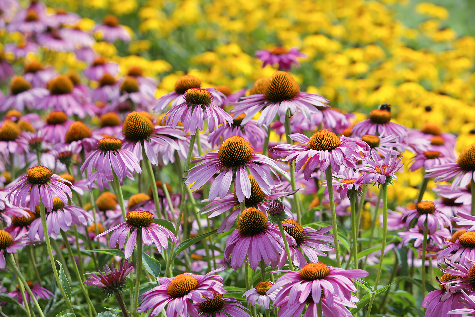 эхинацея пурпурная, echinacea purpurea, КарОл