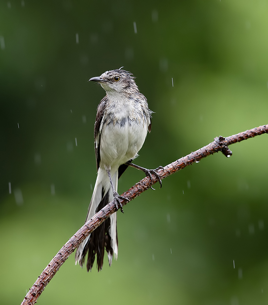 northern mockingbird, многоголосый пересмешник, пересмешник, Etkind Elizabeth