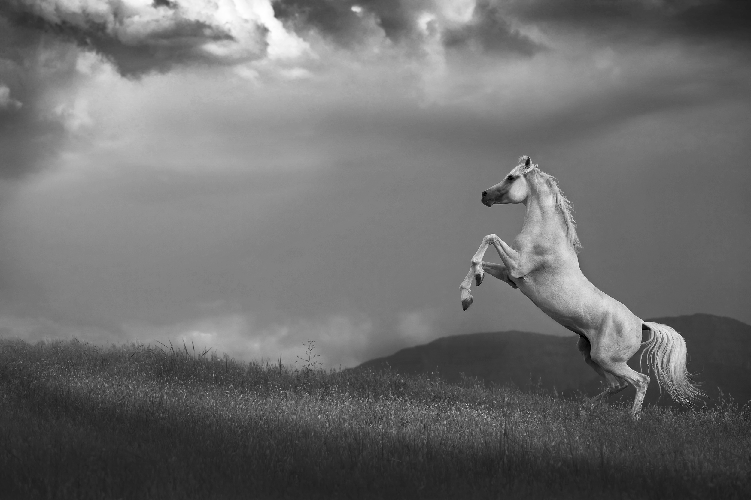 Horse, Barzan, White, Landscape, Kurdistan, freedom, Armin Abdehou