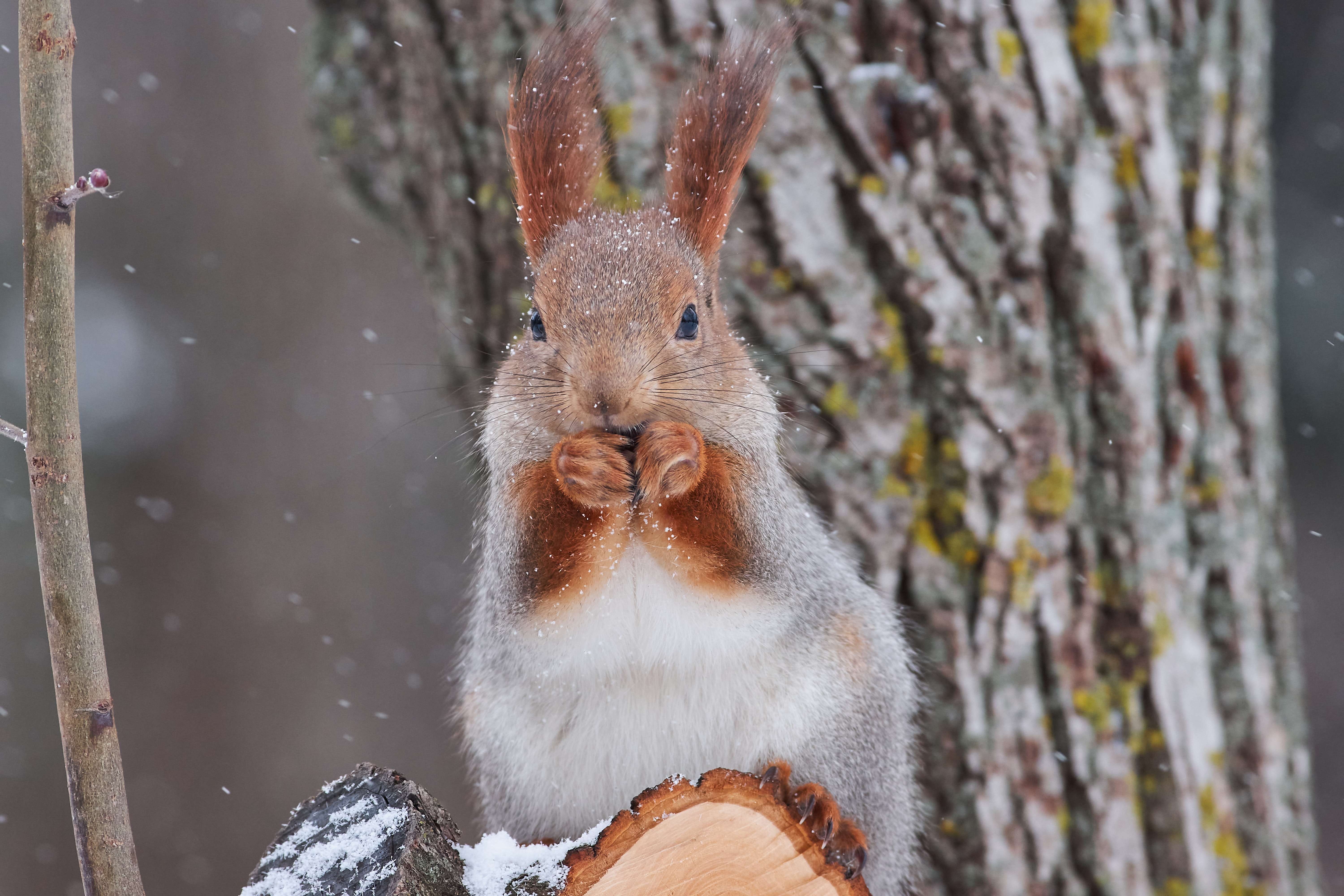 squirrel, volgograd, russia, wildlife, , Павел Сторчилов