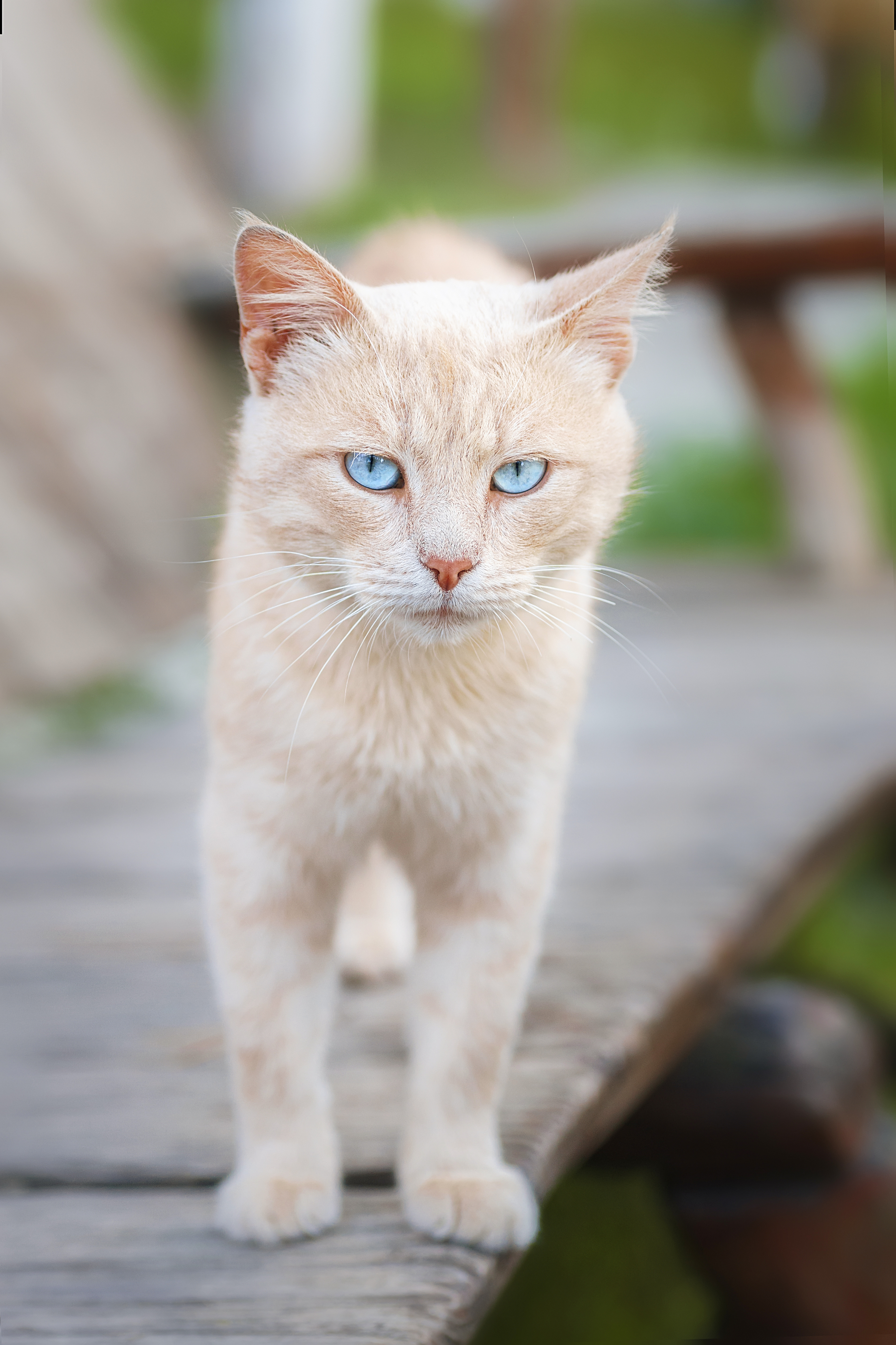 nature, cat, grass, animal, portrait, green, young, feline, cute, pet, Корнеев Алексей