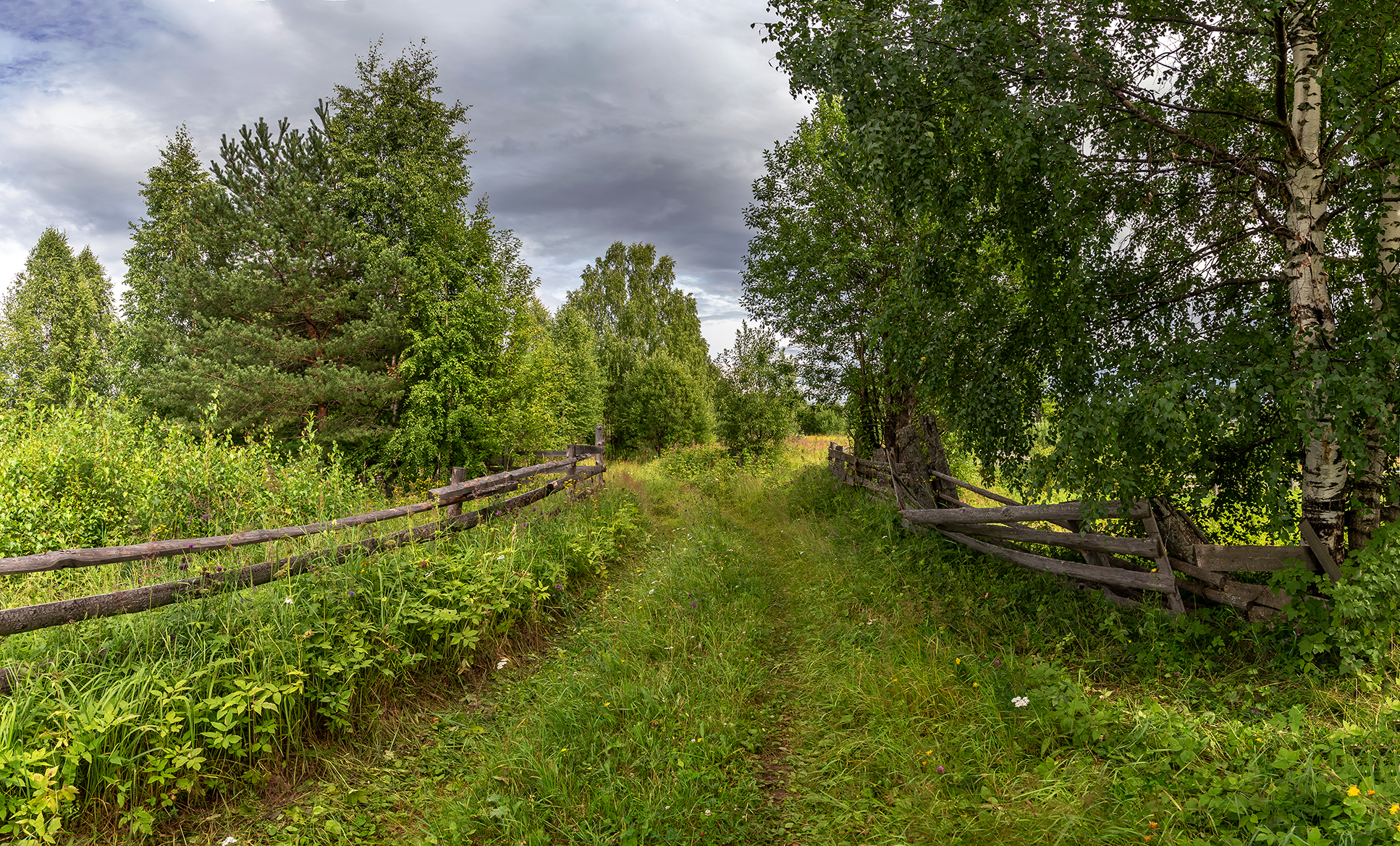 изгородь, дорога, лес, заросли, трава., Анкудинов Леонид