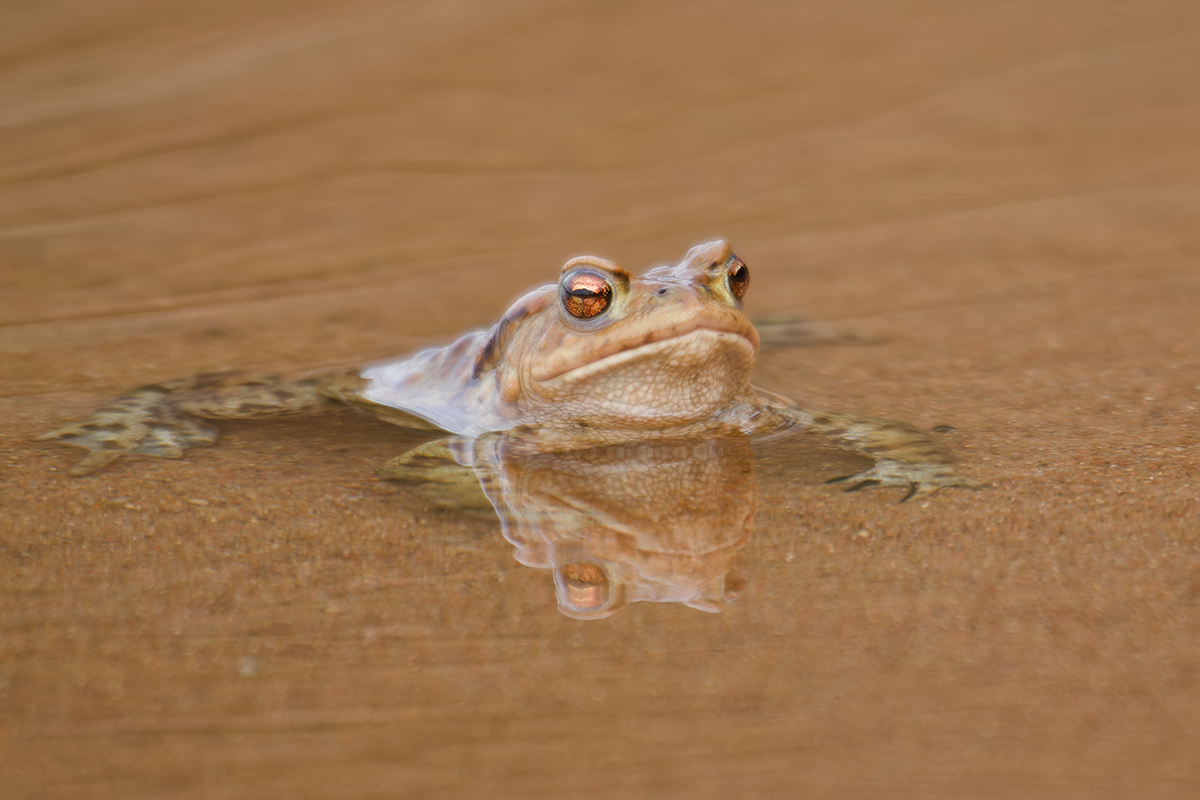 жаба, frog, Хилько Марина