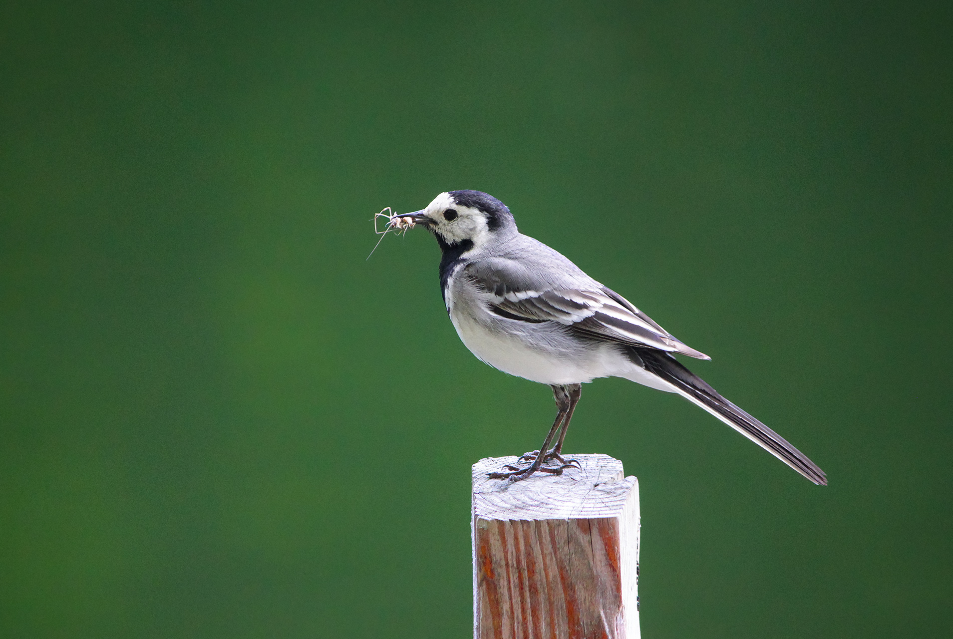 белая трясогузка,motacilla alba, КарОл