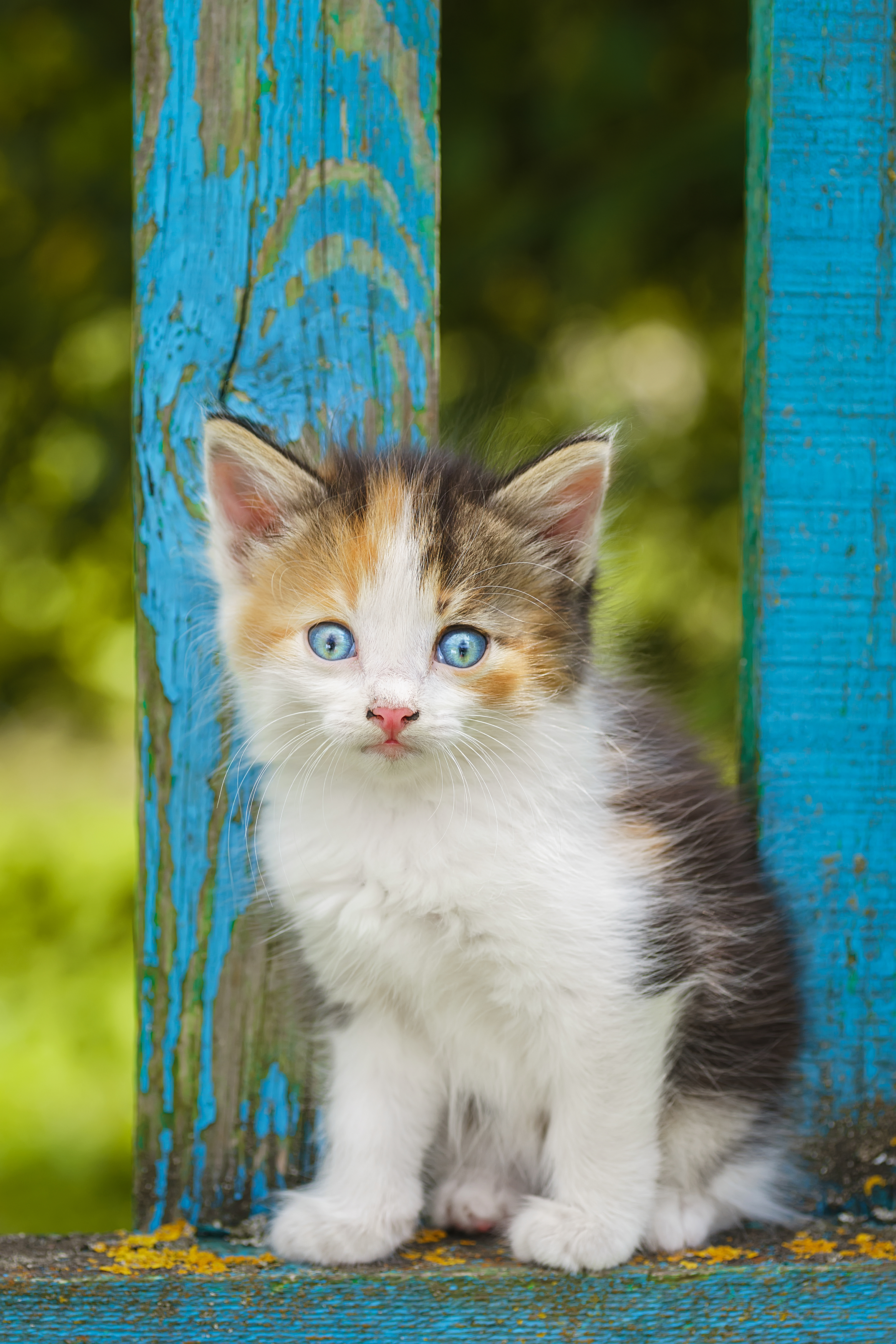 nature, cat, grass, animal, portrait, green, young, feline, cute, pet, Корнеев Алексей