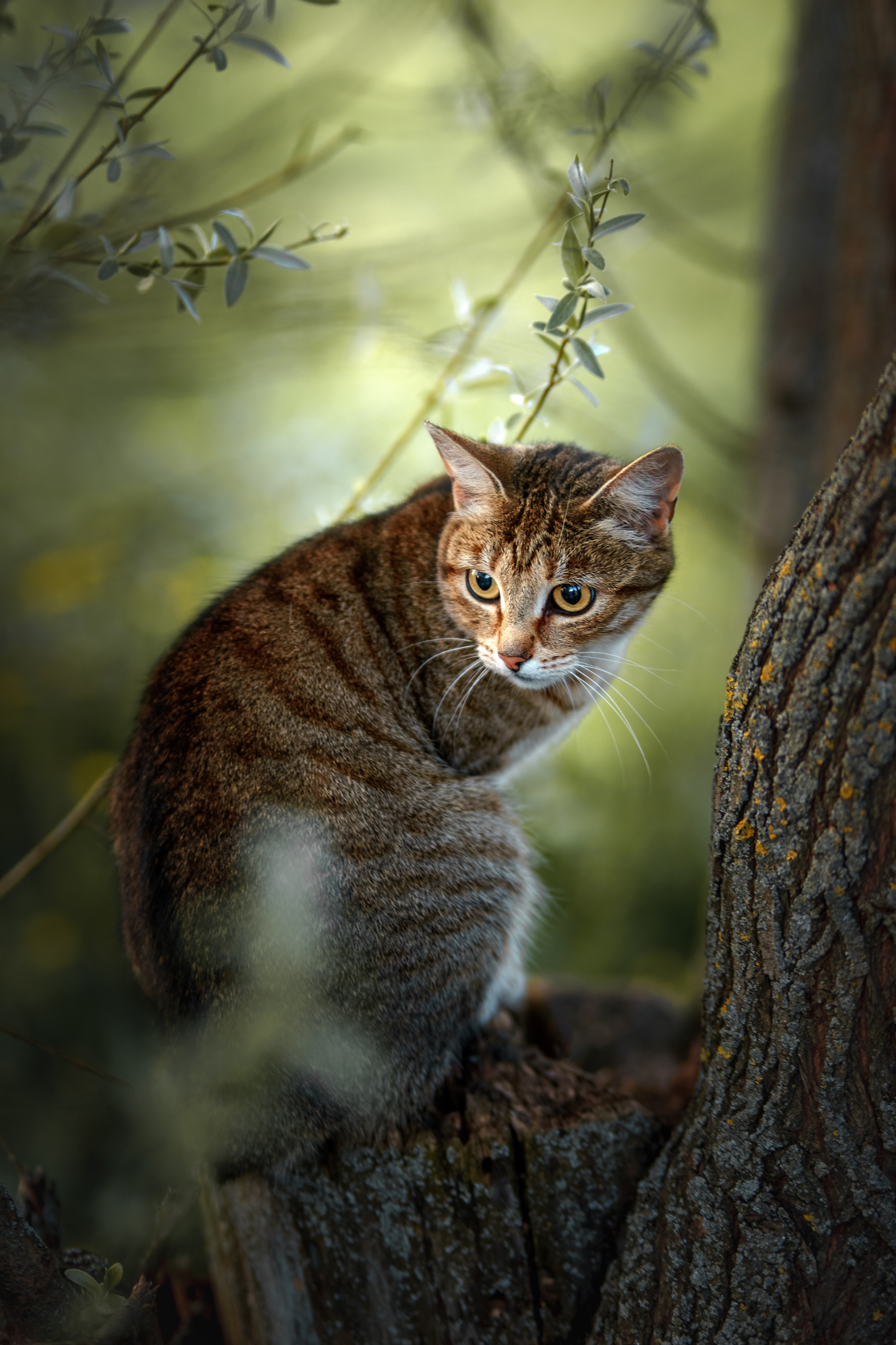 кошка, Александр Соловьев