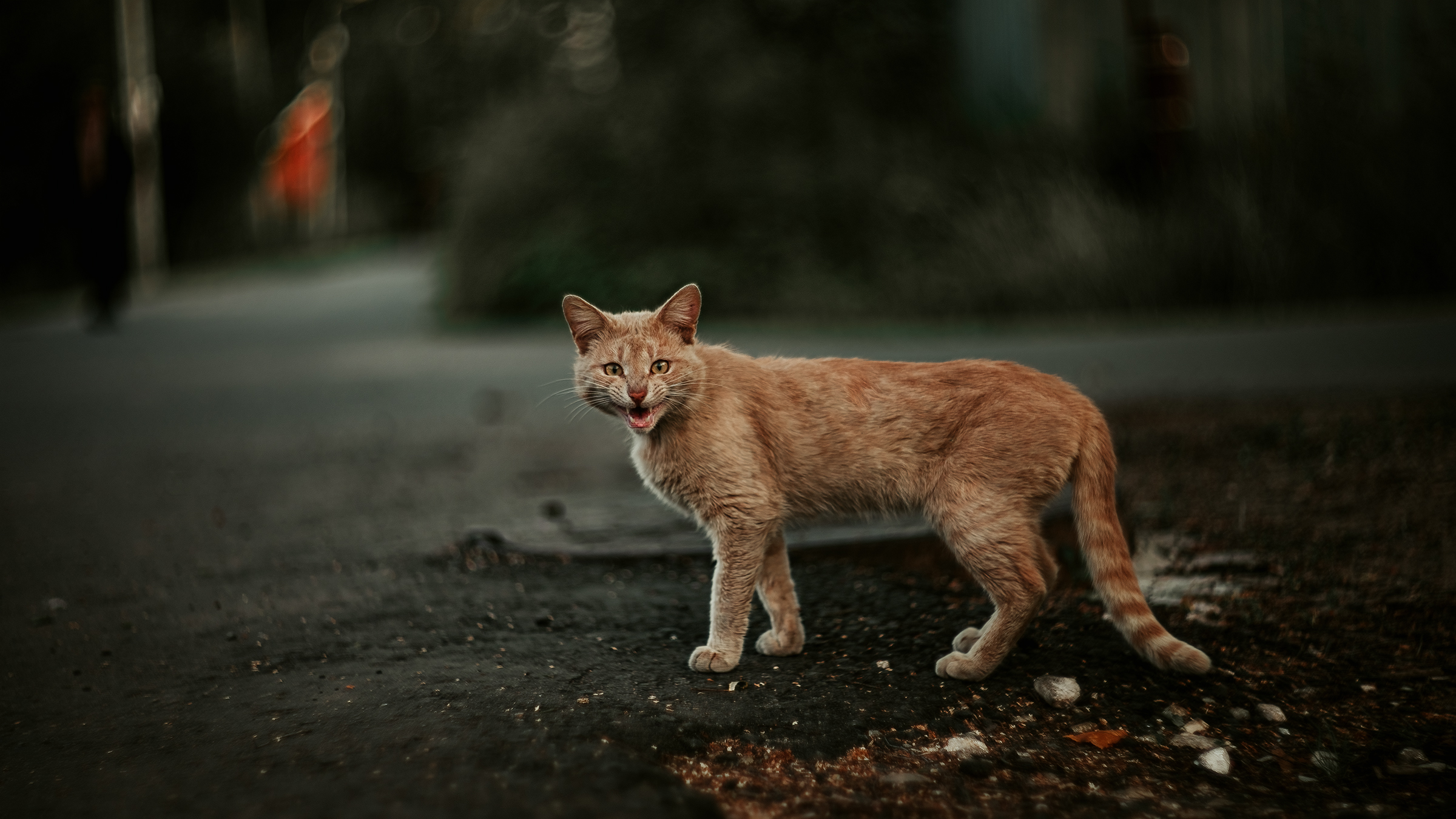 кошка, домашние животне, Александр Соловьев