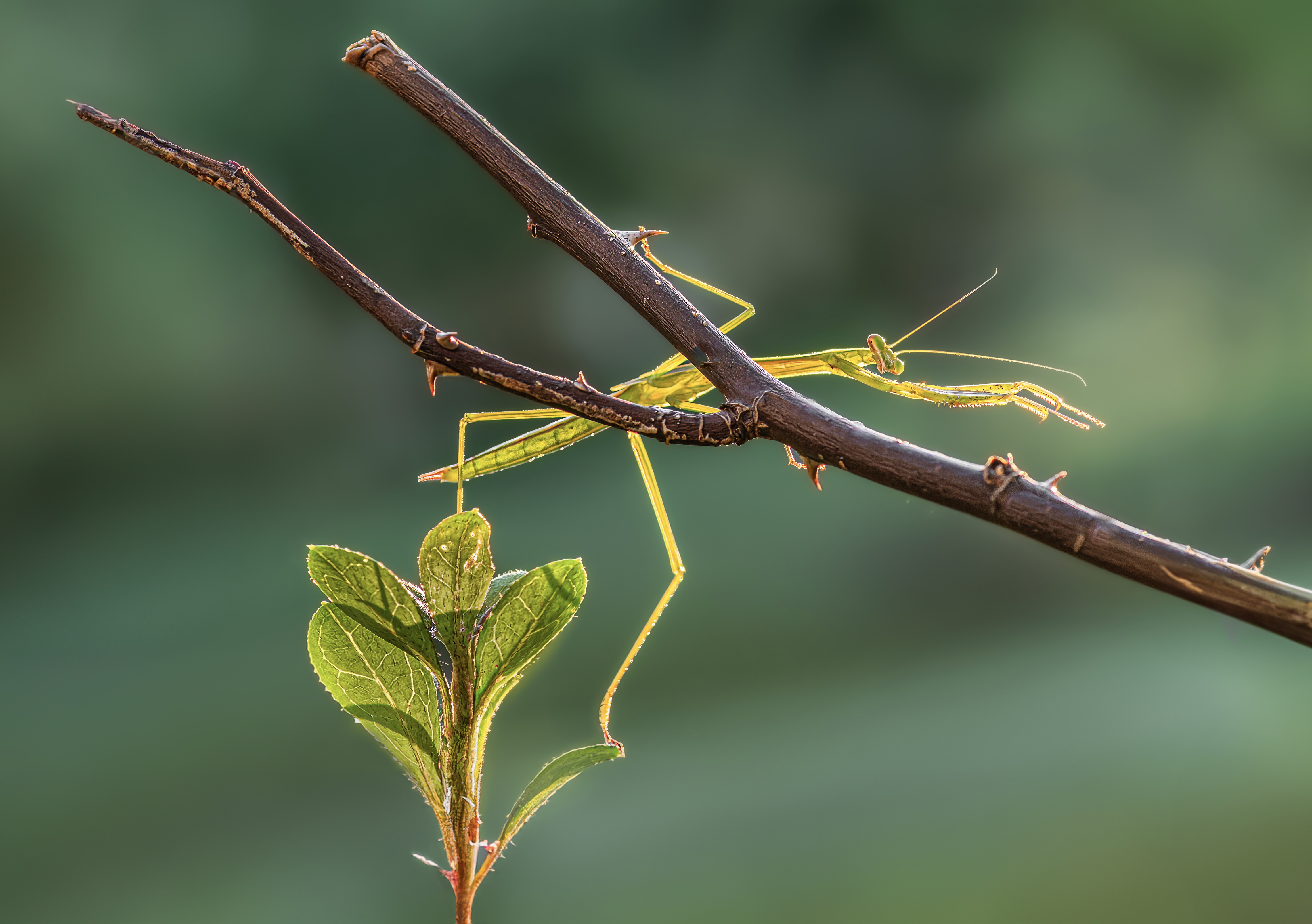 mantis, praying mantis, insect, bug, macro, branch, sunset, nature, wild, moody, dusk,, Atul Saluja