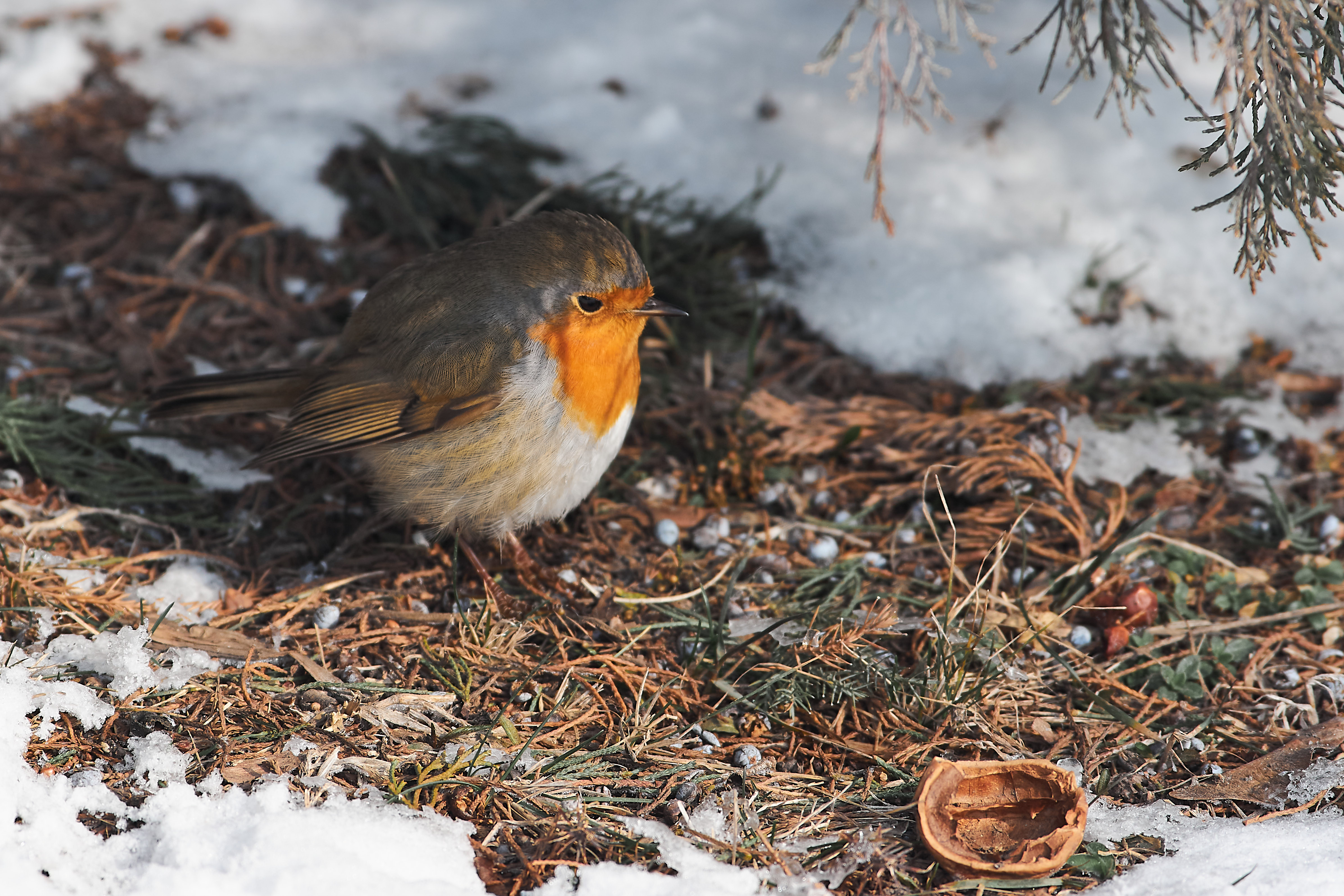 bird, birds, birdswatching, russia, wildlife, , Павел Сторчилов