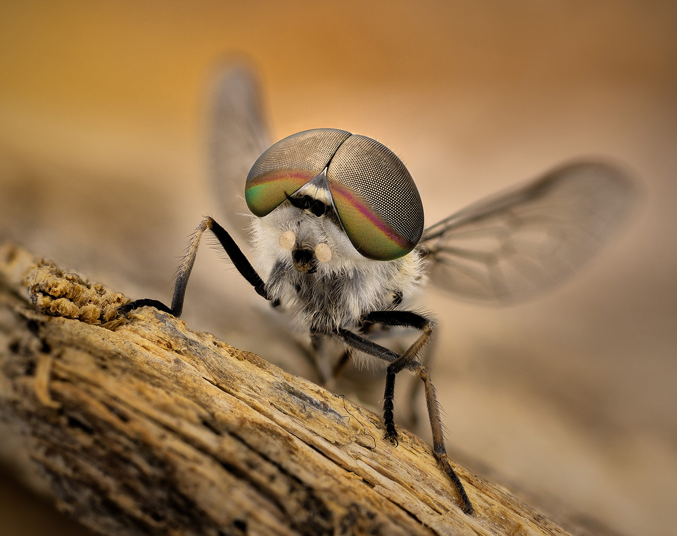 tabanus sp., Kavaliauskas Eugenijus