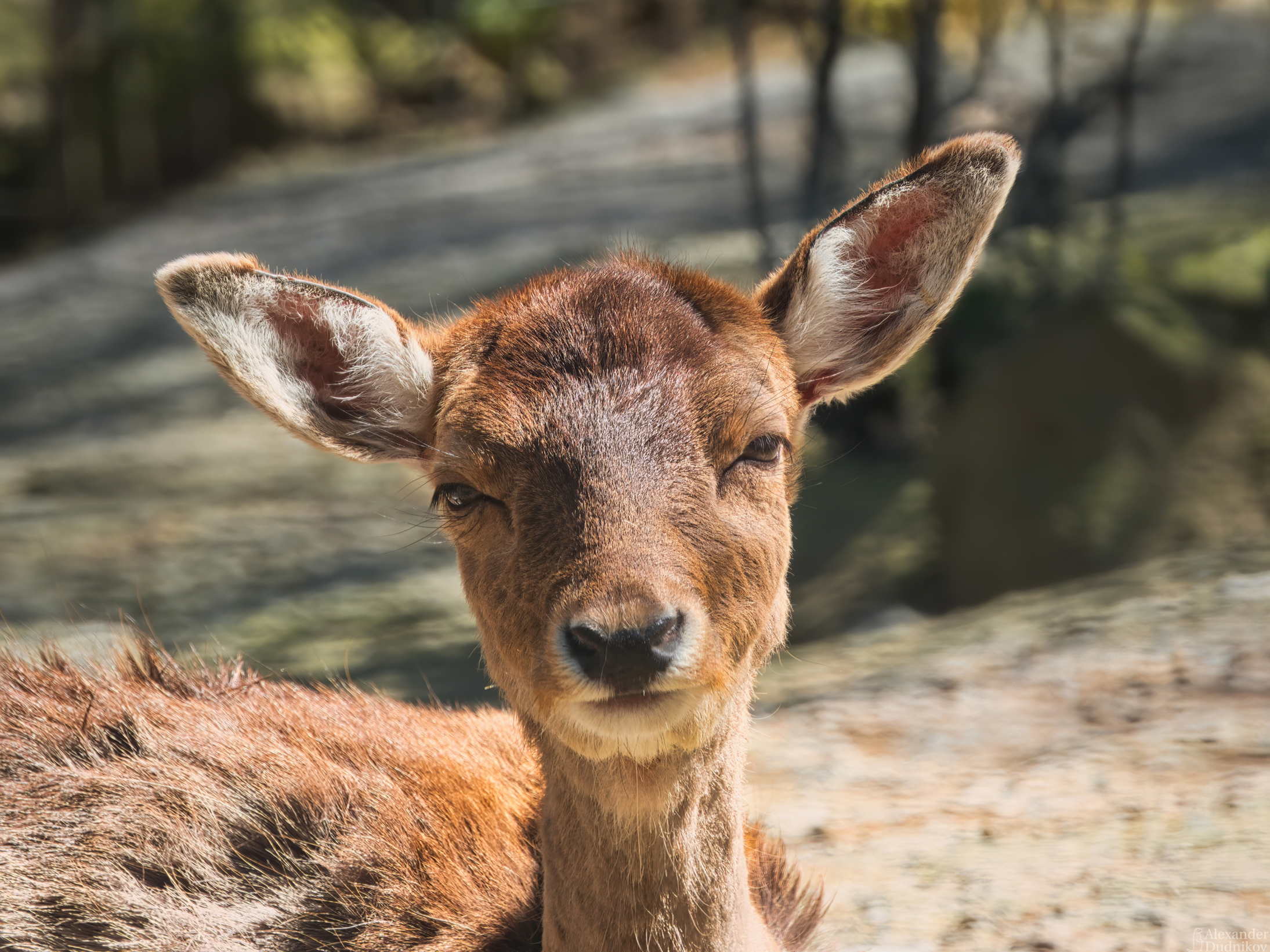 животные, млекопитающие, портрет животного, парнокопытные, animals, mammals, animal portrait, Дудников Александр