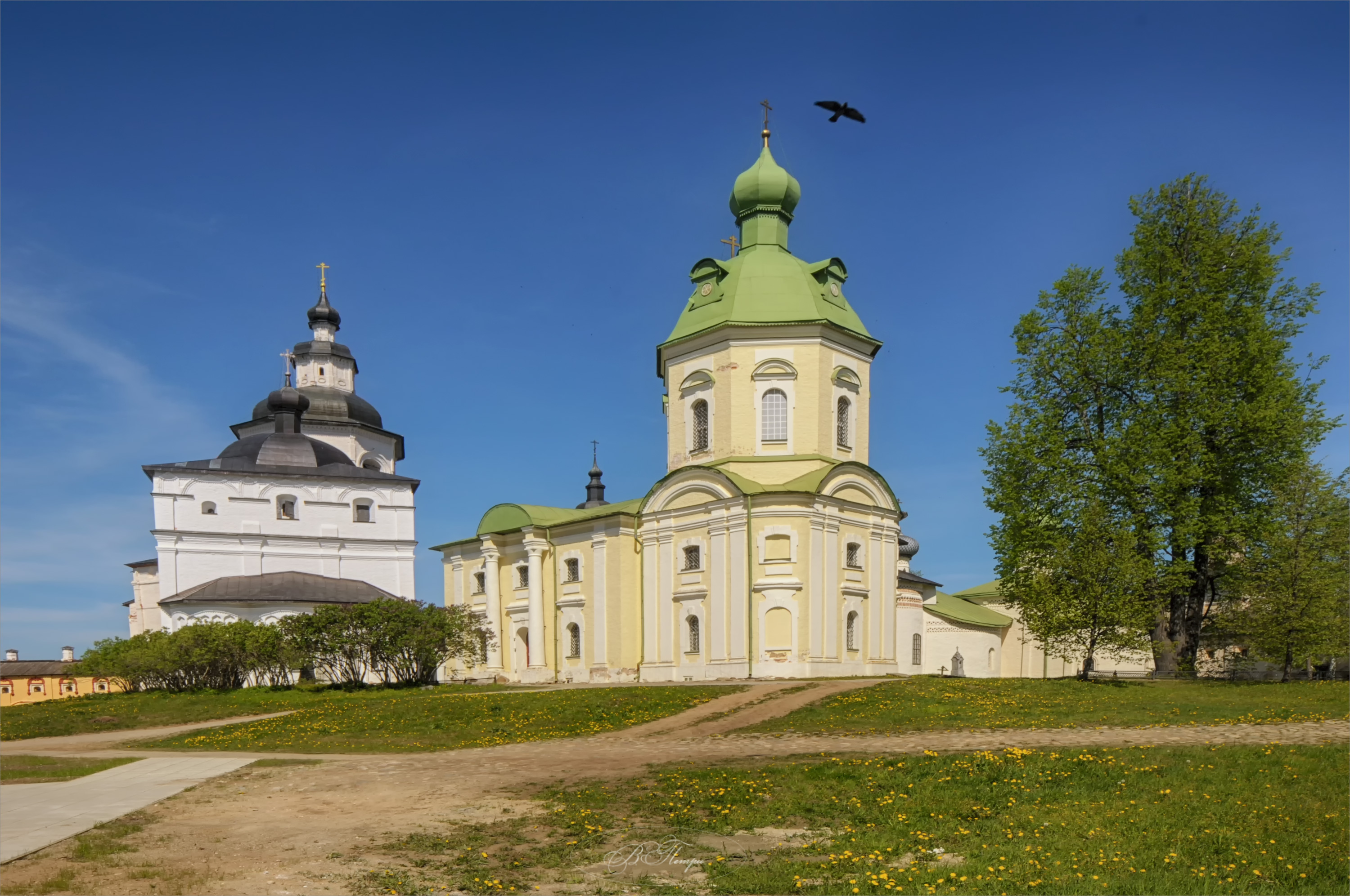 церковь птица одуванчики, Вера Петри