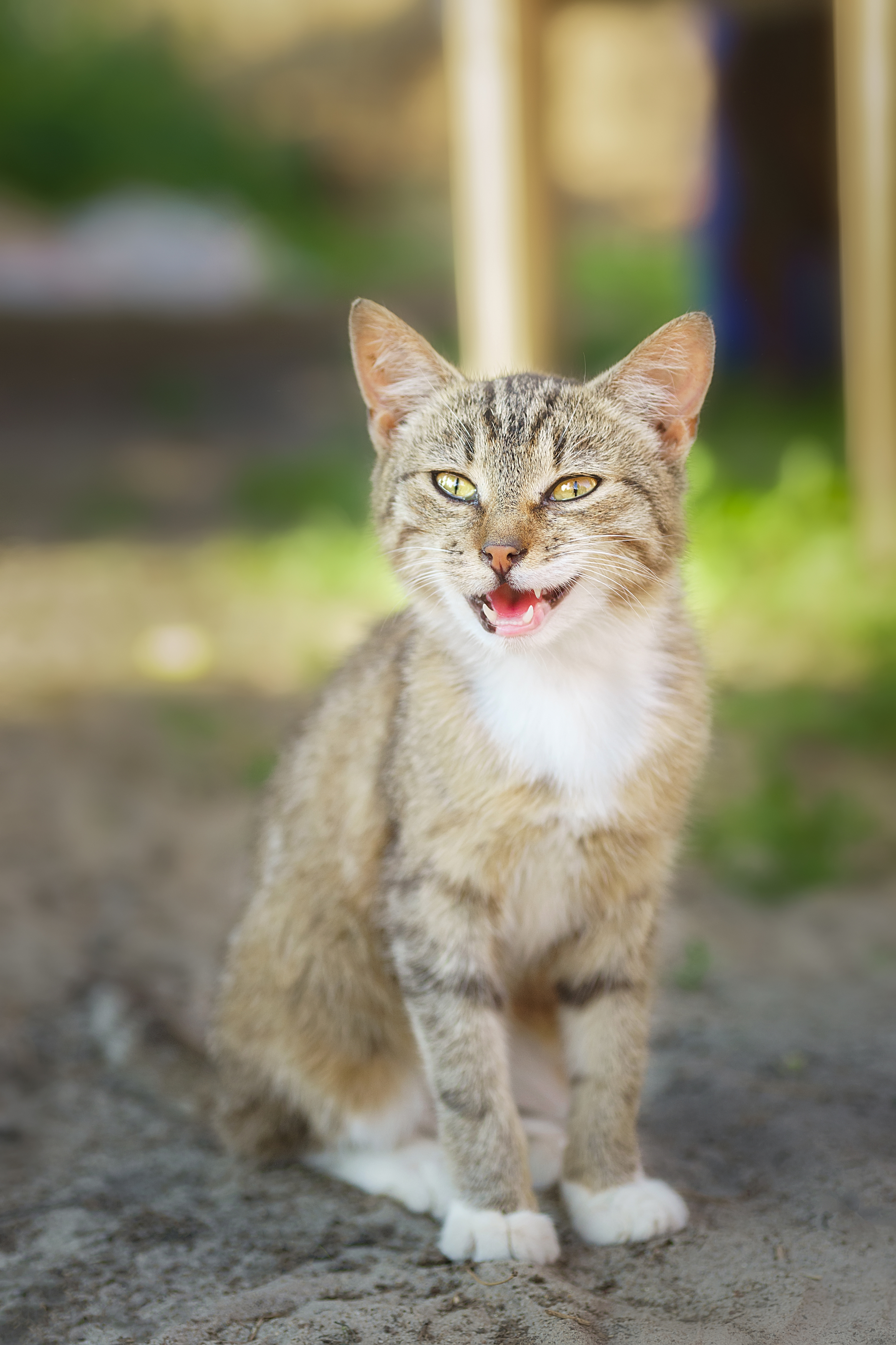 nature, cat, grass, animal, portrait, green, young, feline, cute, pet, Корнеев Алексей