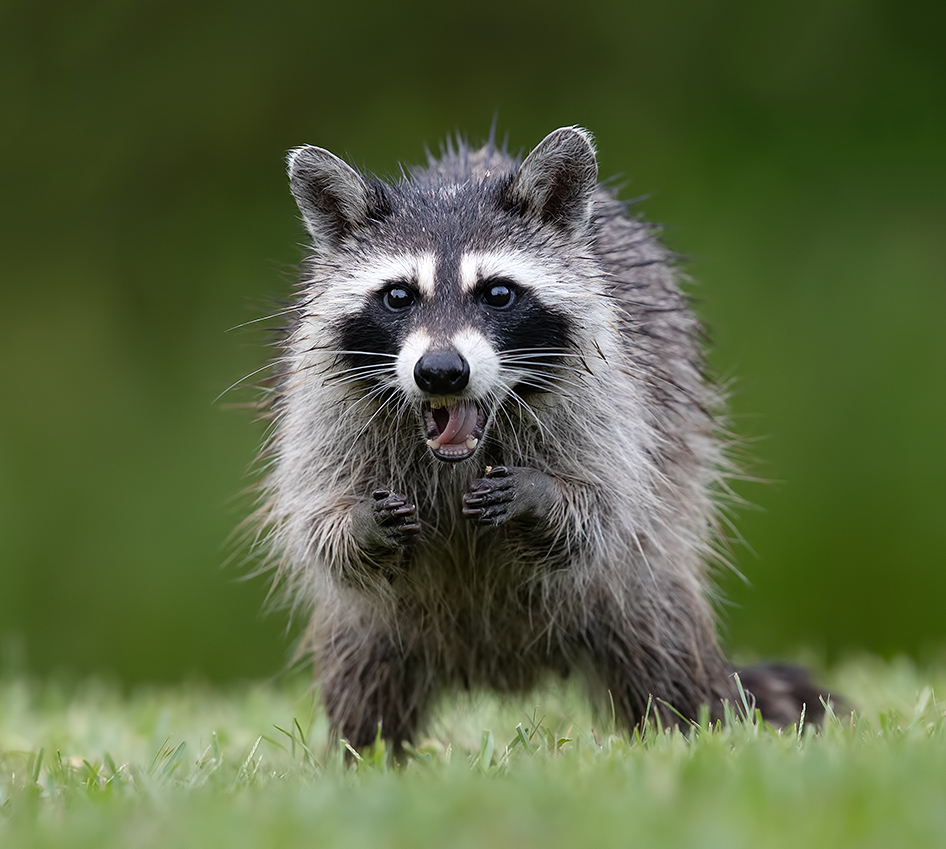 енот обыкновенный, енот-полоскун, raccoon, енот, дикие животные, животные, animals, Etkind Elizabeth