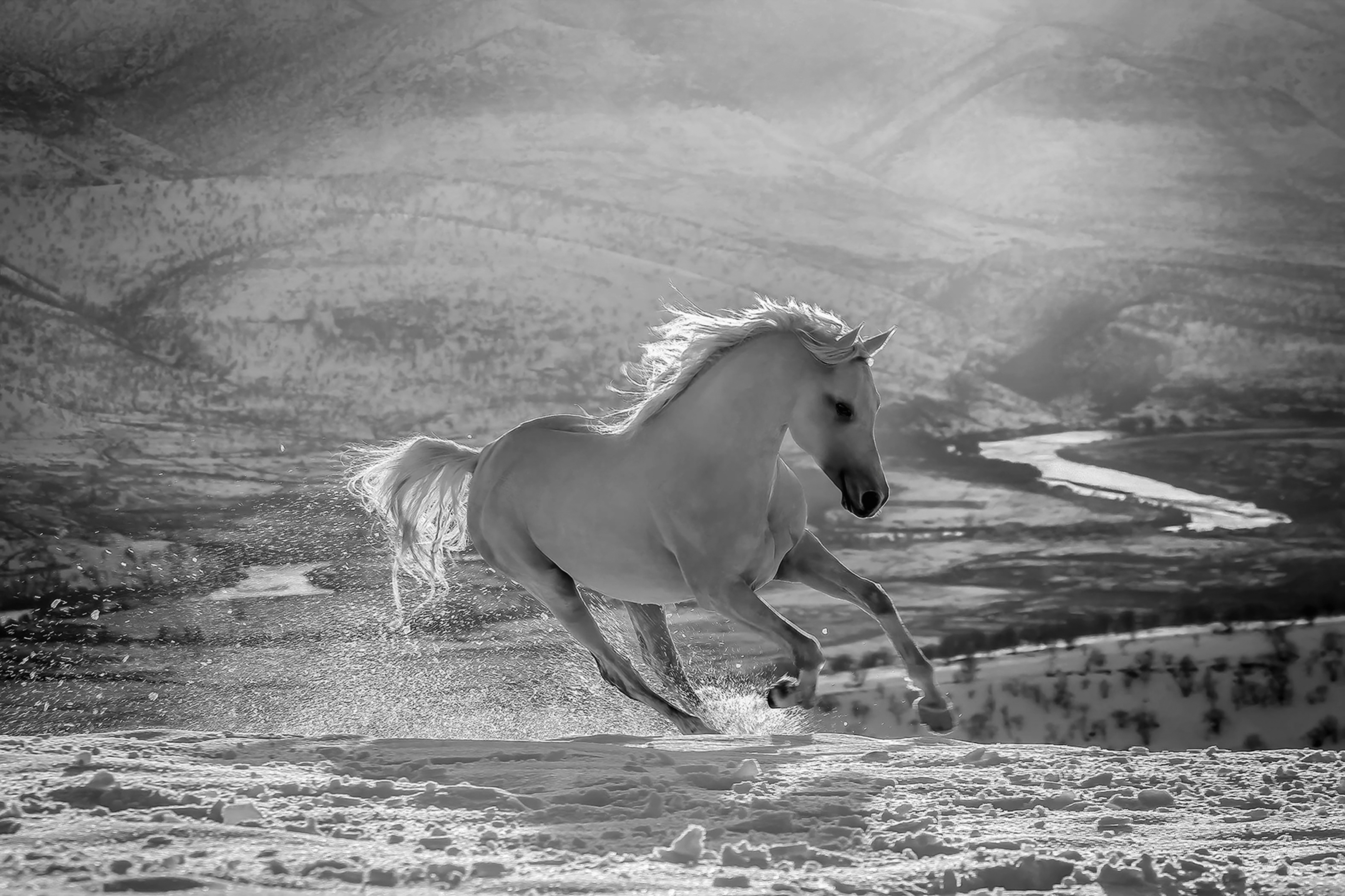 Horse. Mammal, Wildlife, Barzan, Kurdistan, Winter, Snow, bnw,, Armin Abdehou