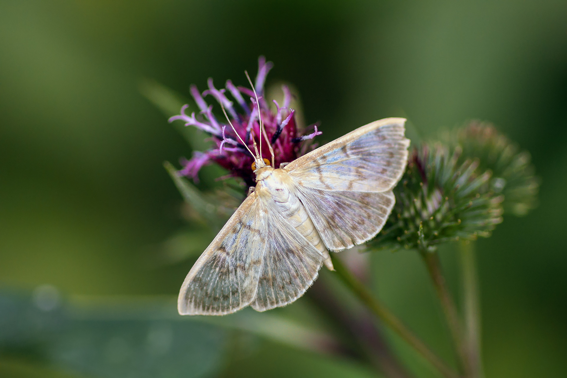 огнёвка крапивная большая, огневка деревенская, pleuroptya ruralis, КарОл