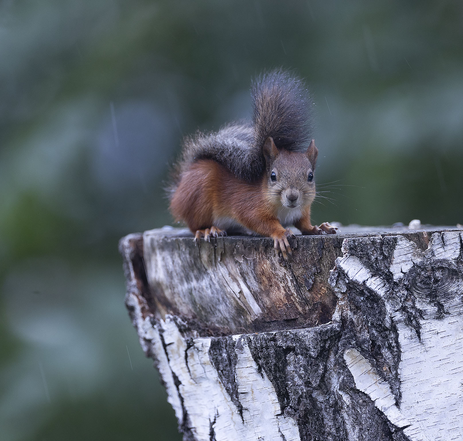 бельчонок, дождь, природа, squirrel, beautiful, rain, forest, Стукалова Юлия