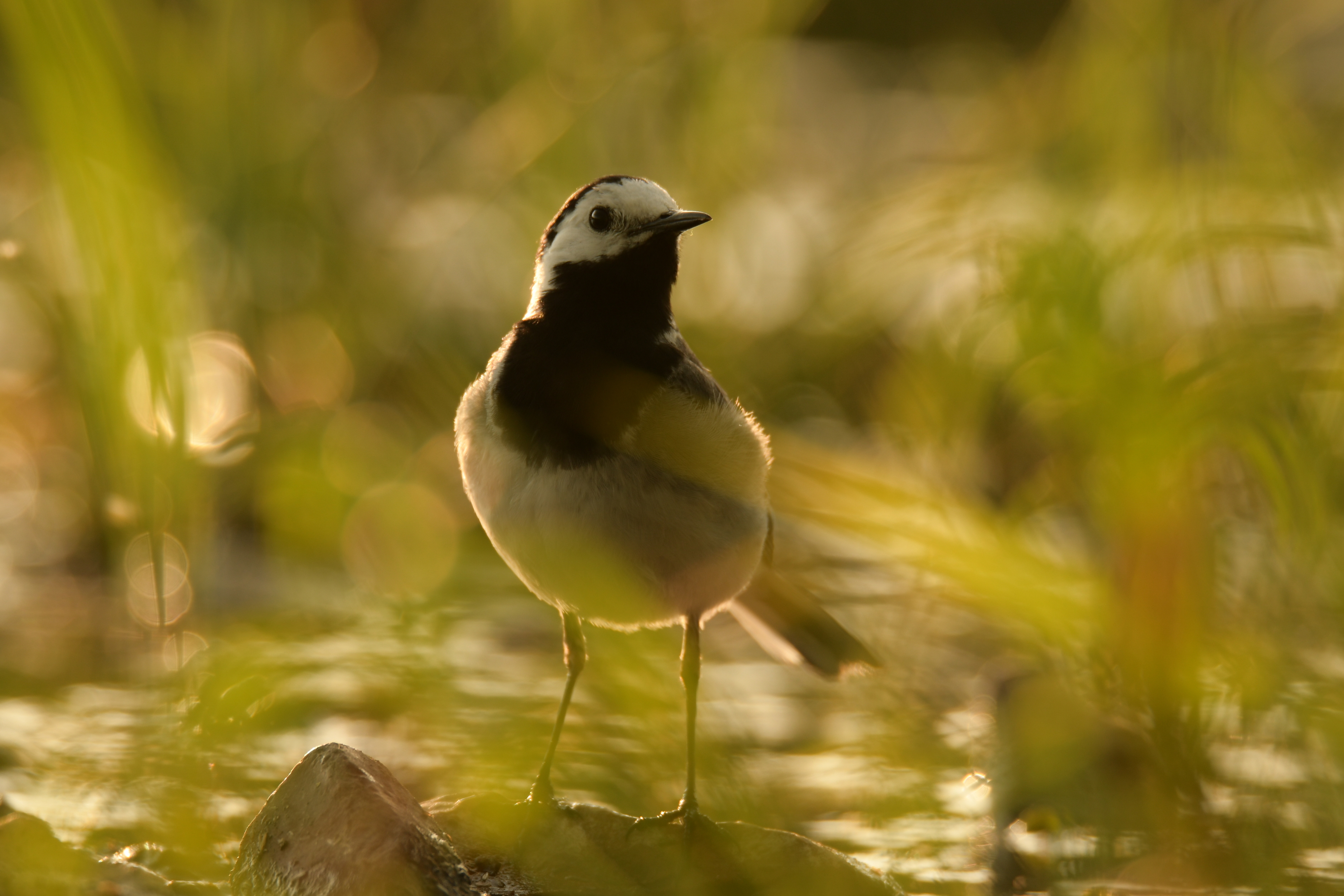 белая трясогузка, Motacilla alba,, Соварцева Ксения