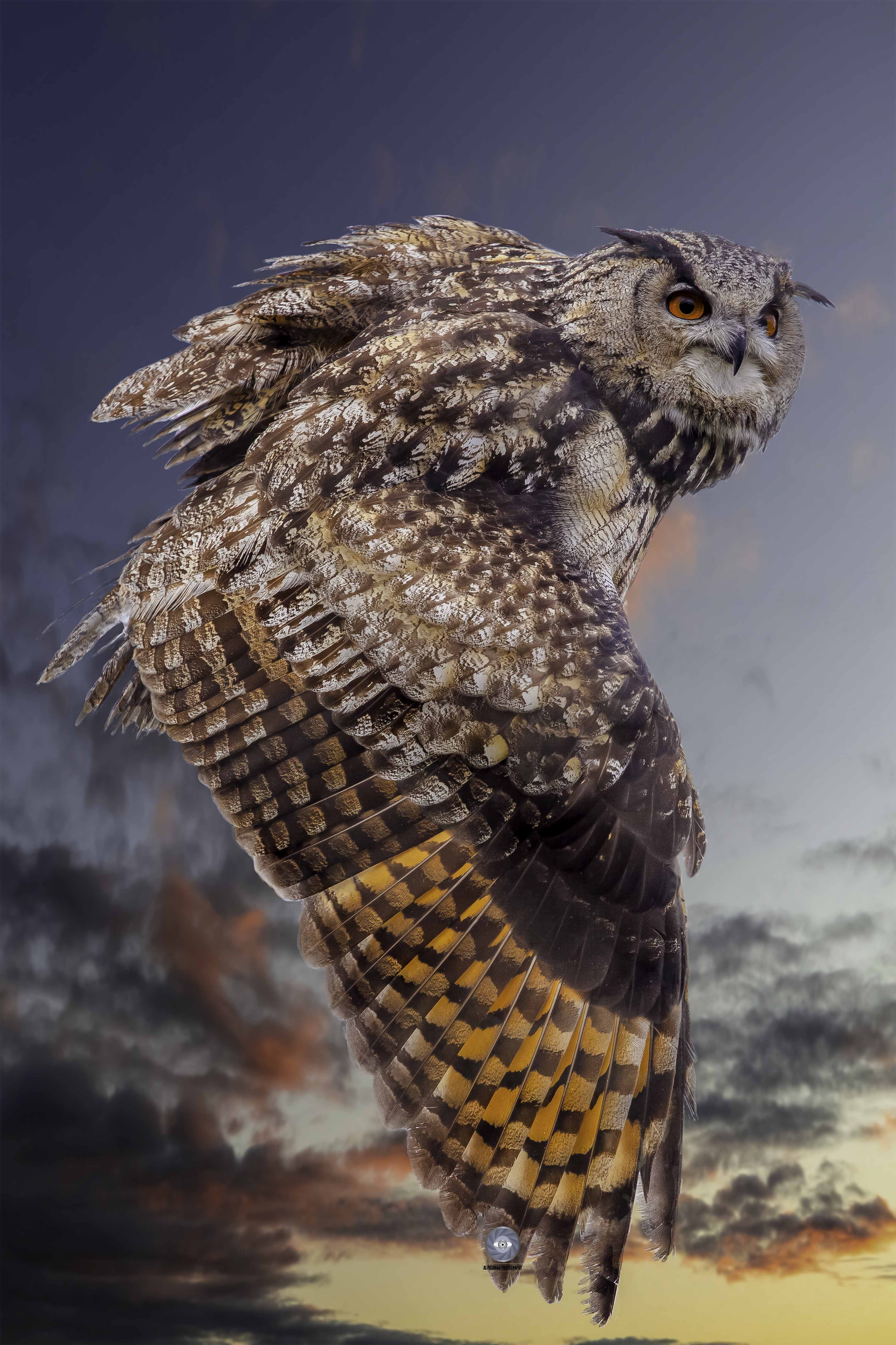 bird-owl-eurasian, eagle, owl, Ali Pashang