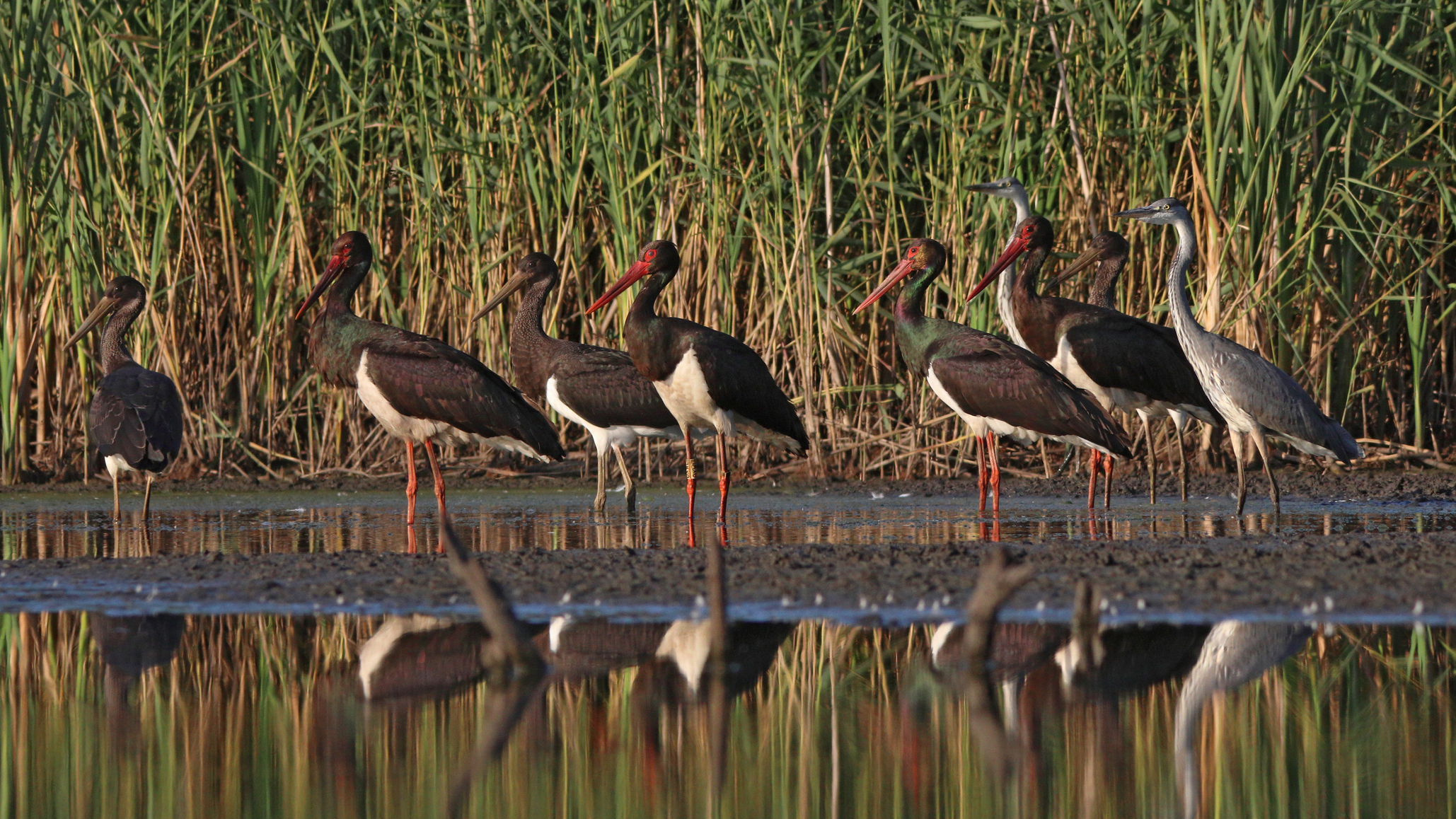 чёрный аист, ciconia nigra, black stork, Бондаренко Георгий