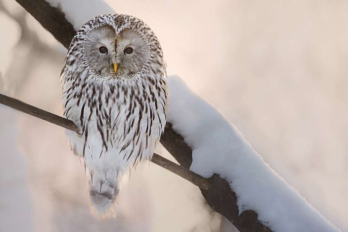 #owls, #wildlife, #animals, #birds, Кетцян Рафаэль