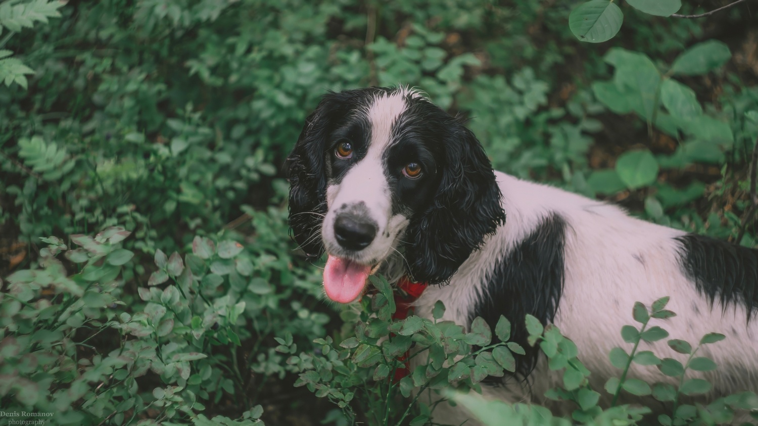 #собака #лес #животные #nature #animals #dog #forest, Denis Romanov