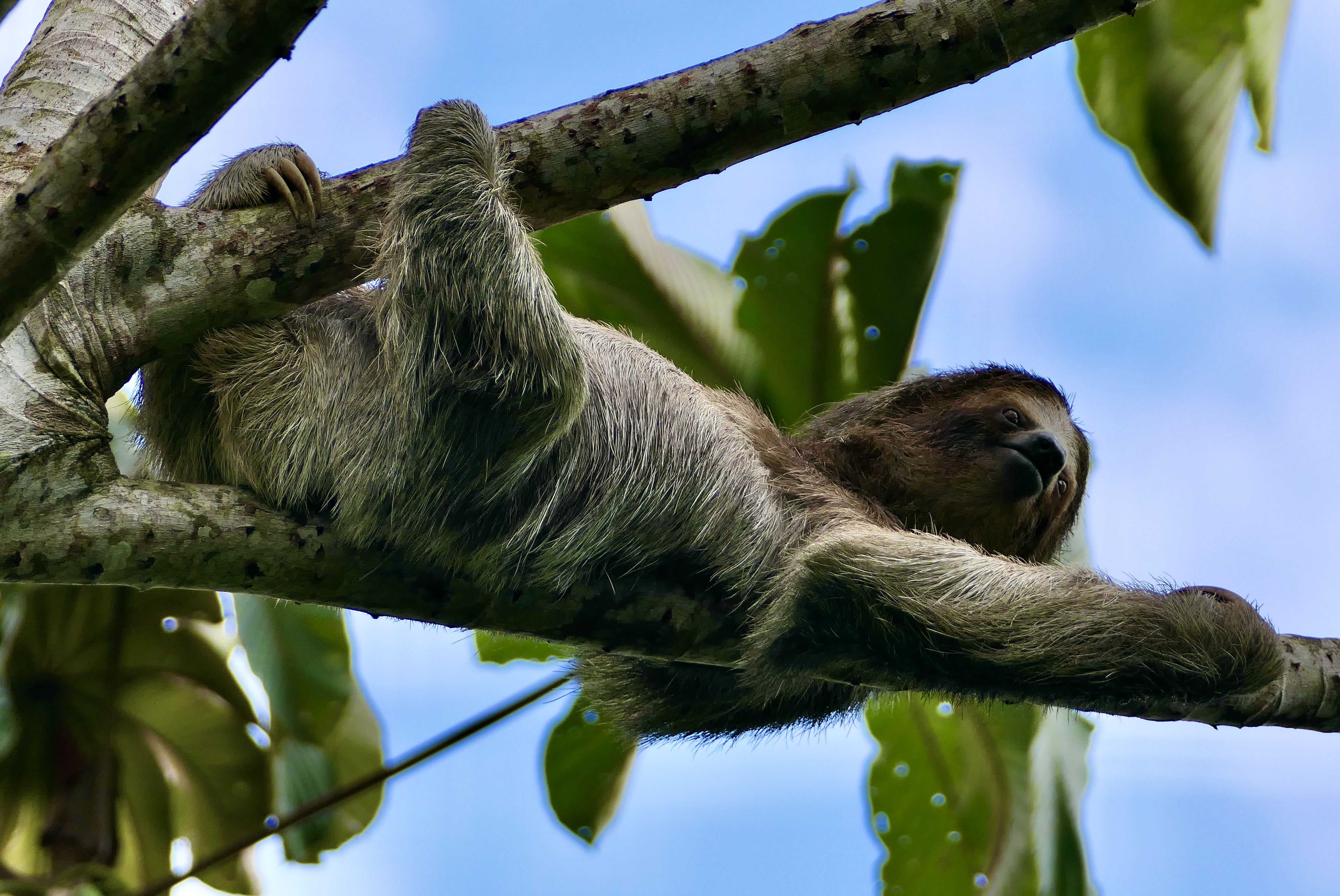 Animals, Costa Rica, wildlife, travel, sloth, ленивец, Коста Рика, , Svetlana Povarova Ree