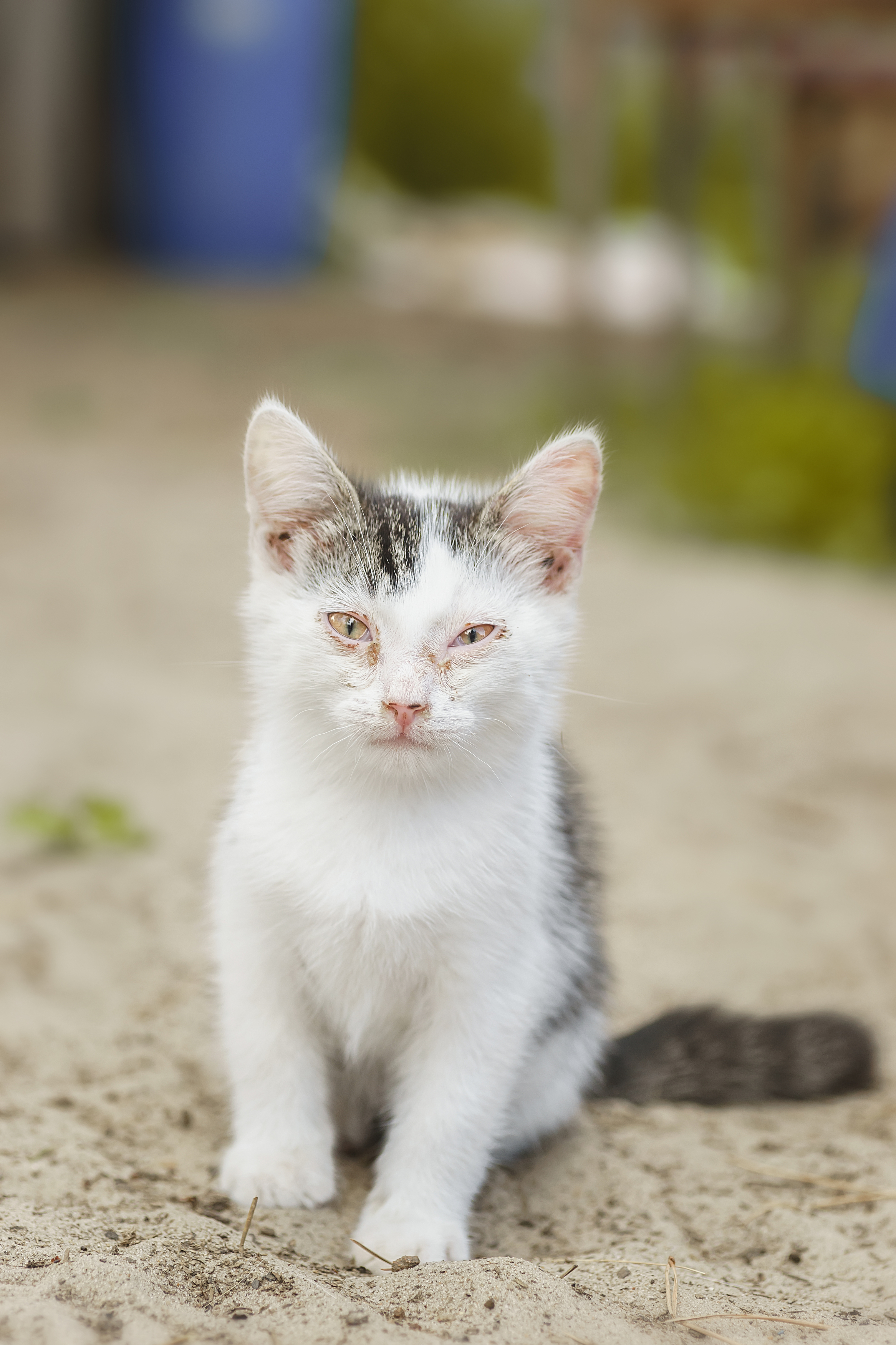 nature, cat, grass, animal, portrait, green, young, feline, cute, pet, Корнеев Алексей