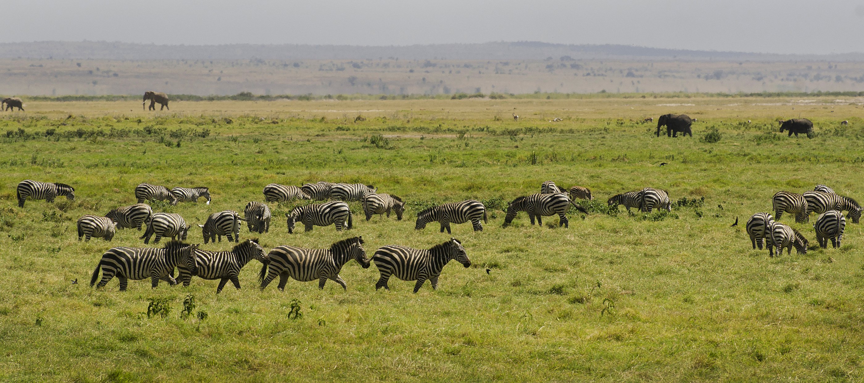 зебры, слоны, африка, кения, сафари, Марина Мудрова