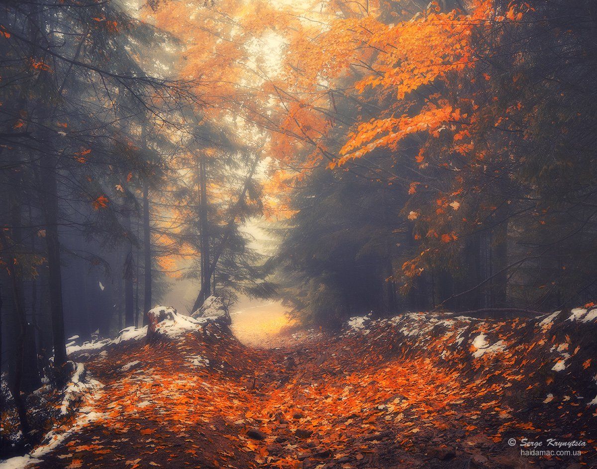 Autumn, Carpathians, Fall, Forest, Leaves, Золотая осень, Карпаты, Лес, Осень, Haidamac