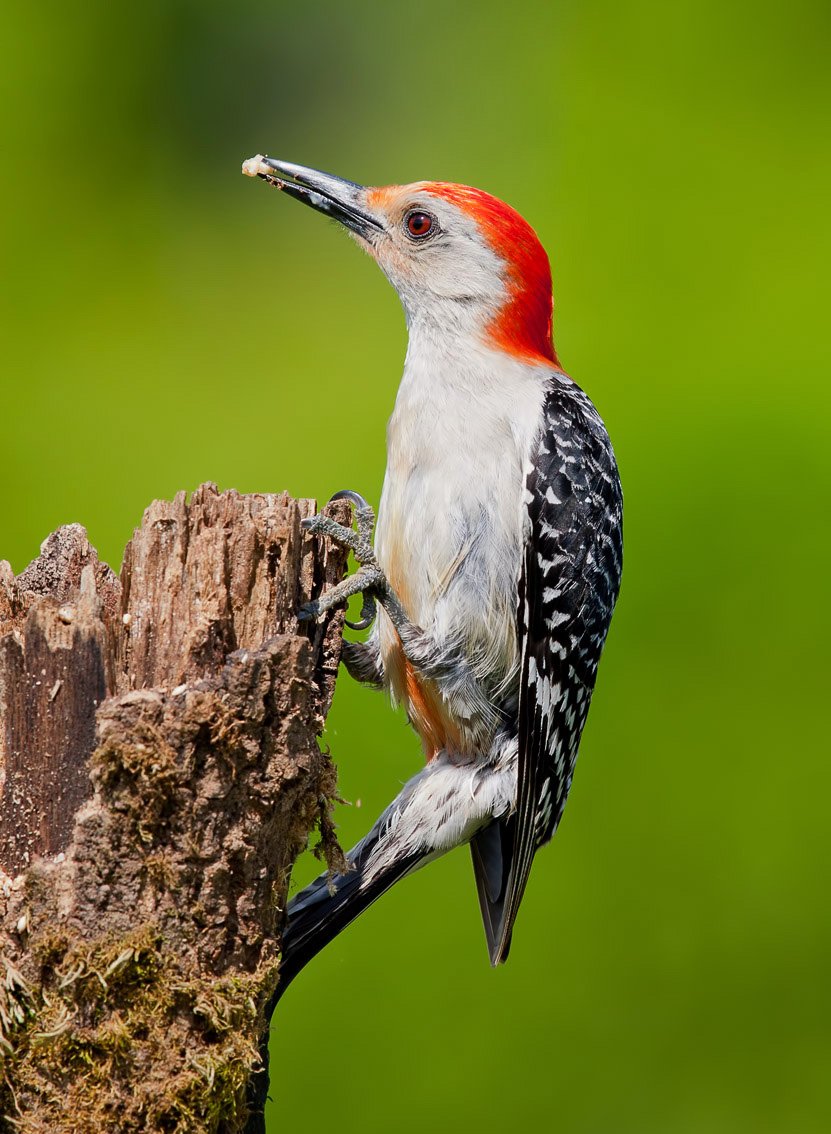 red-bellied woodpecker, дятел, каролинский меланерпес,  woodpecker, Elizabeth Etkind