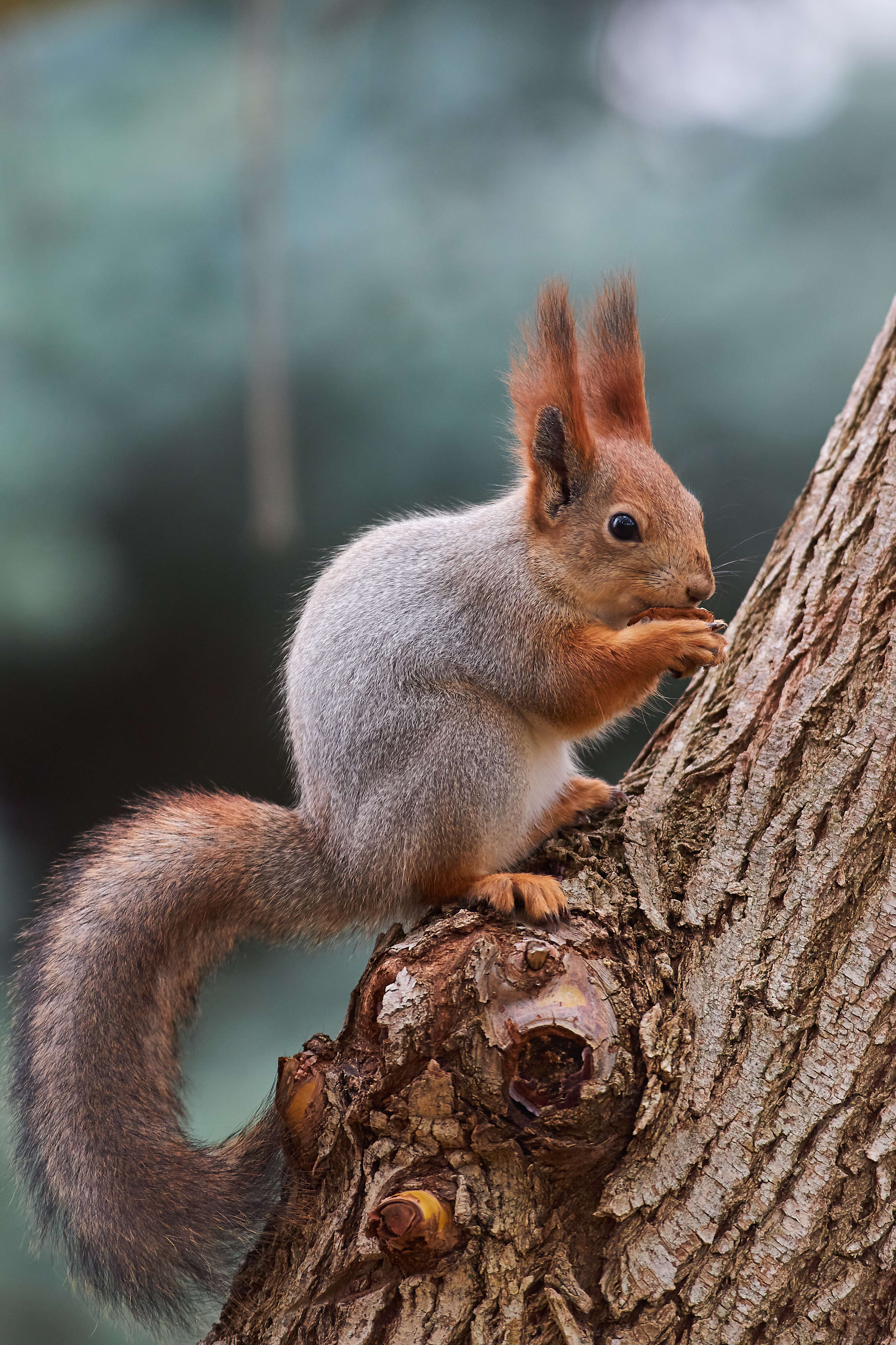 squirrel, volgograd, russia, , Павел Сторчилов