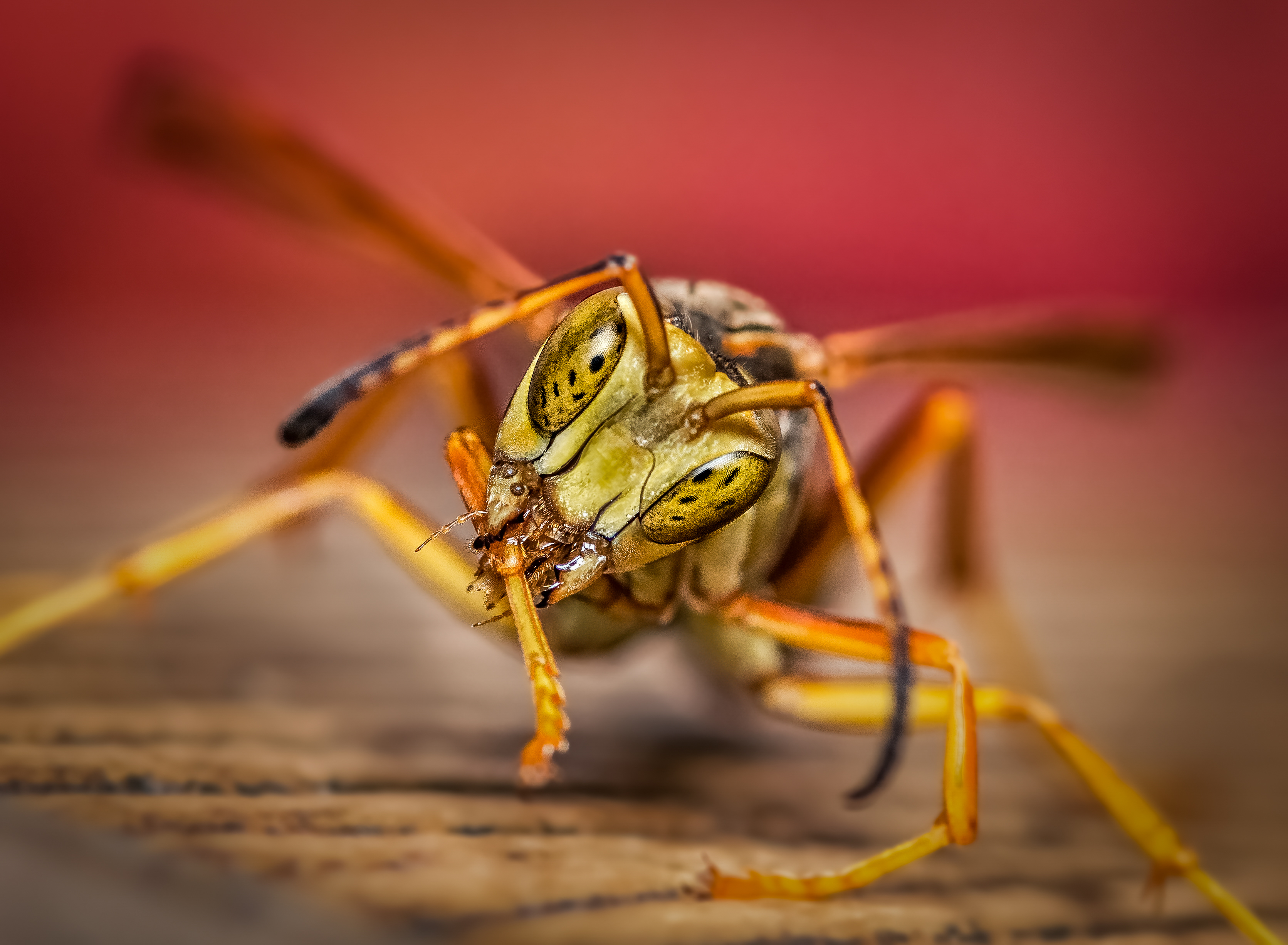 wasp, insect, macro, nature, wild, insects, bee,, Atul Saluja