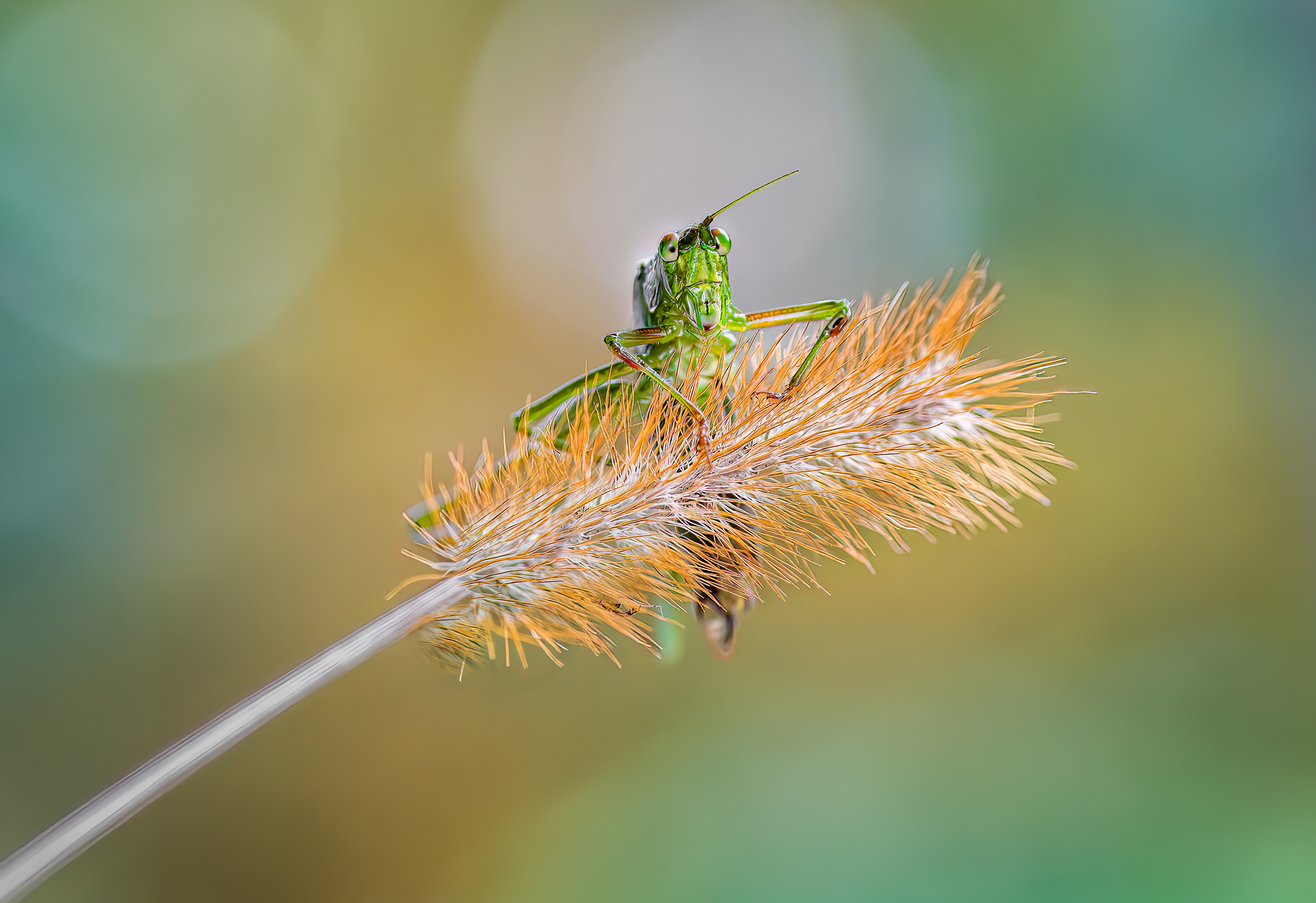 grasshopper, hopper, insect, macro, bug, grass, Atul Saluja