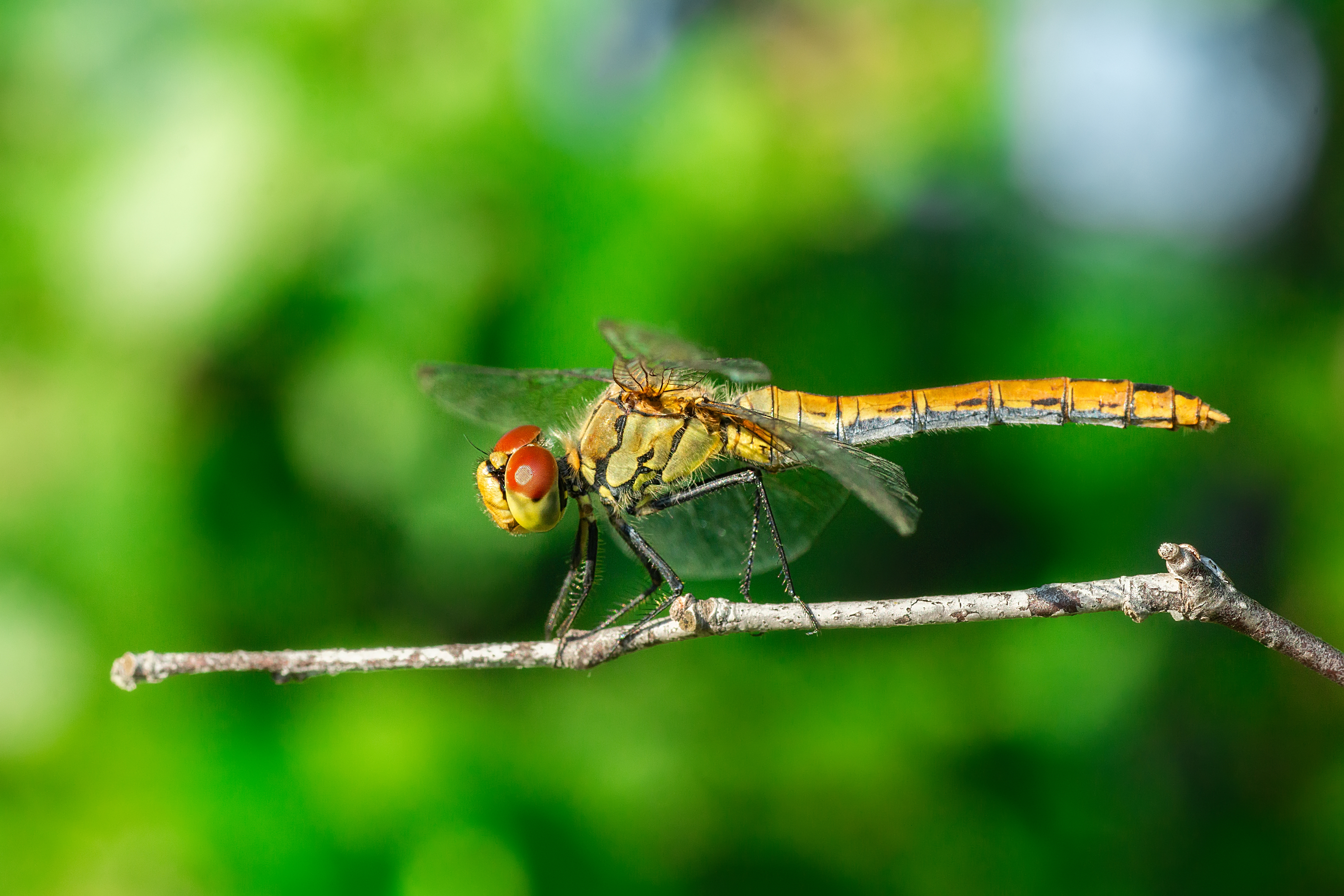 wildlife; insect; dragonfly; nature; animal; wild; darter; closeup; sympetrum sanguineum, Корнеев Алексей