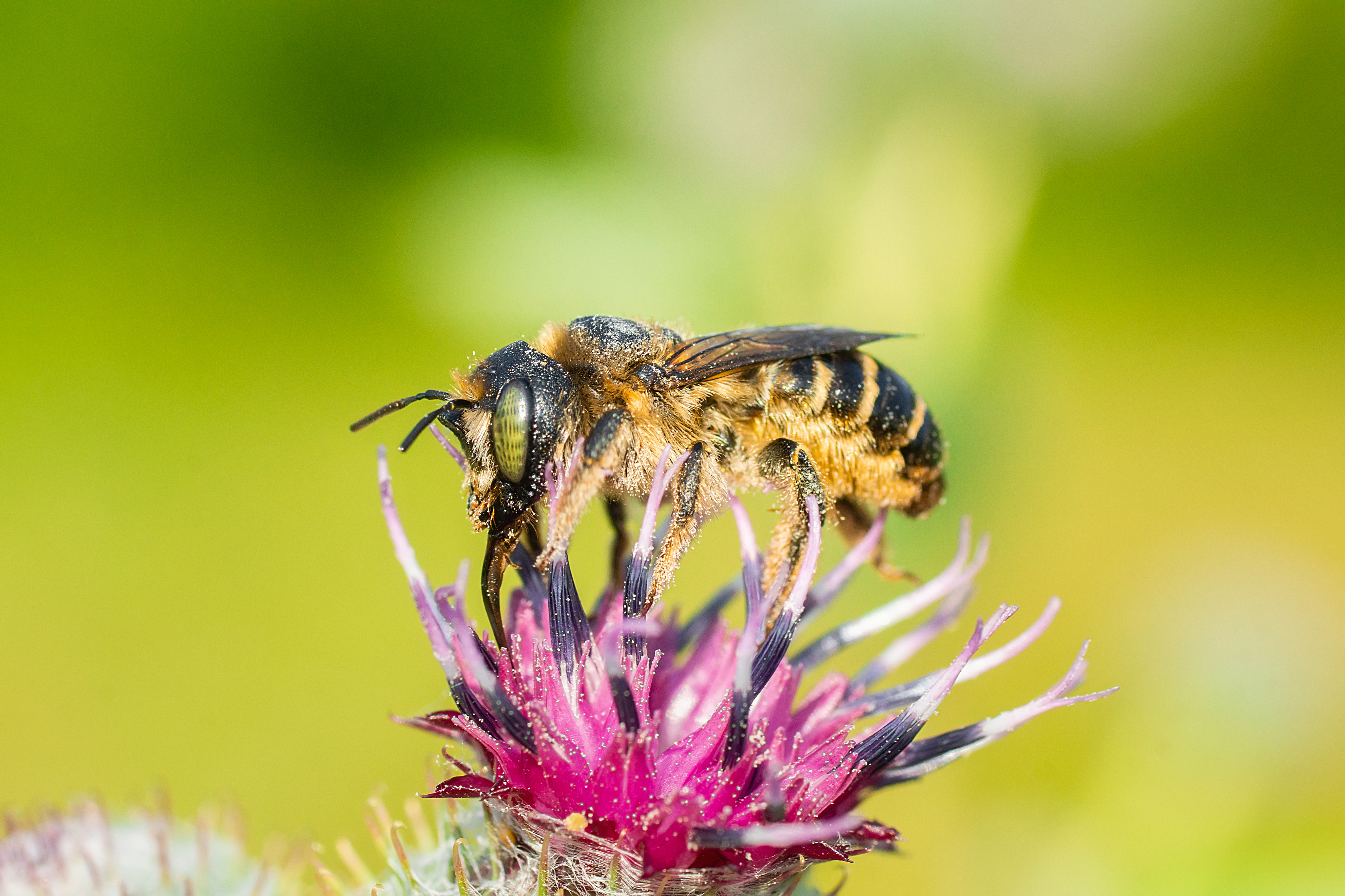 insect; animal; nature; bee; flower; background; macro; garden; green; honey, Корнеев Алексей