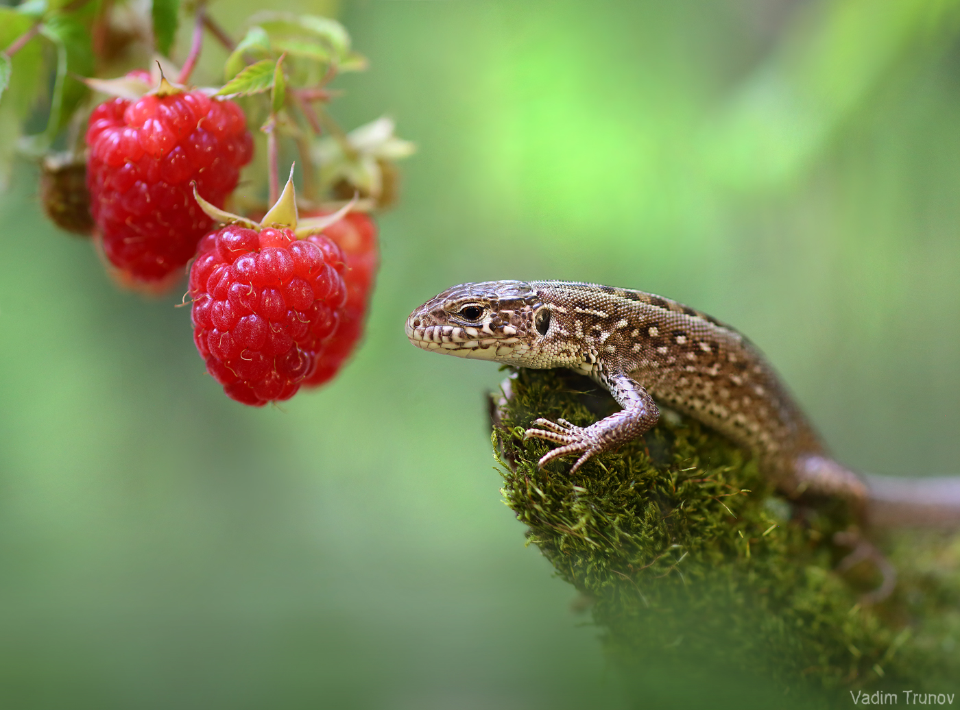 ящерица, lizard, Вадим Трунов