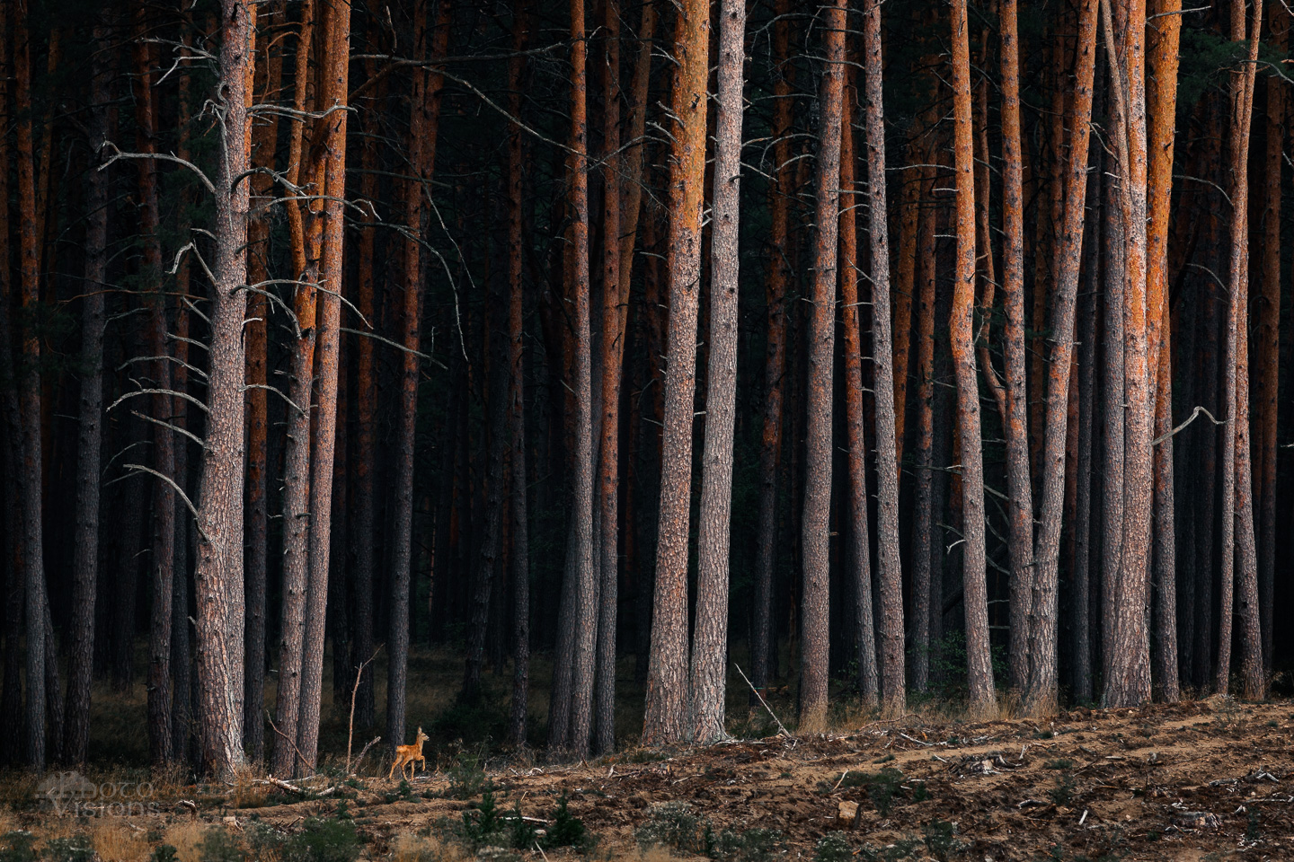 forest,woods,woodland,animal,wildlife,pine forest,trees,roe deer, Photo Visions