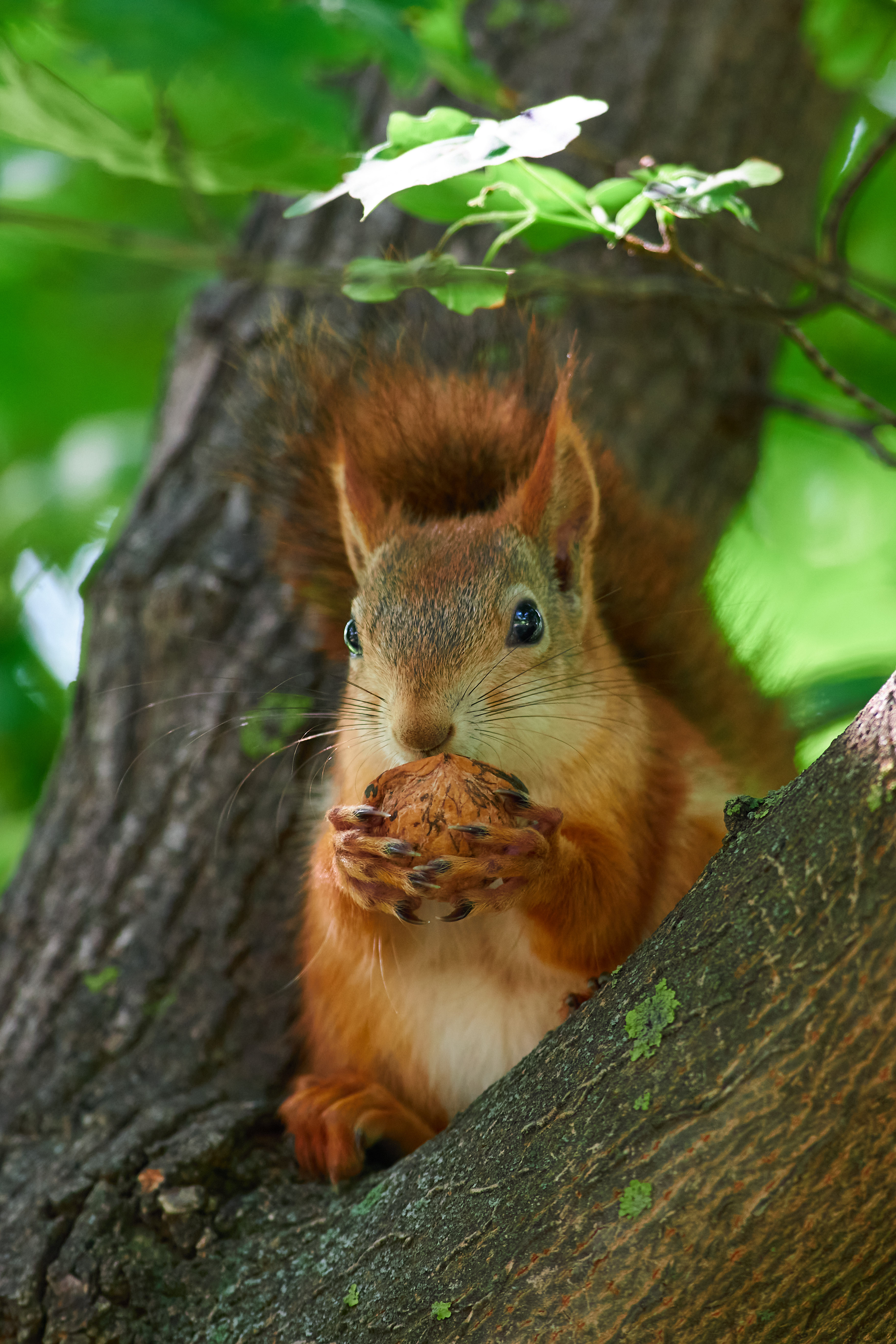 squirrel, volgograd, russia, , Павел Сторчилов